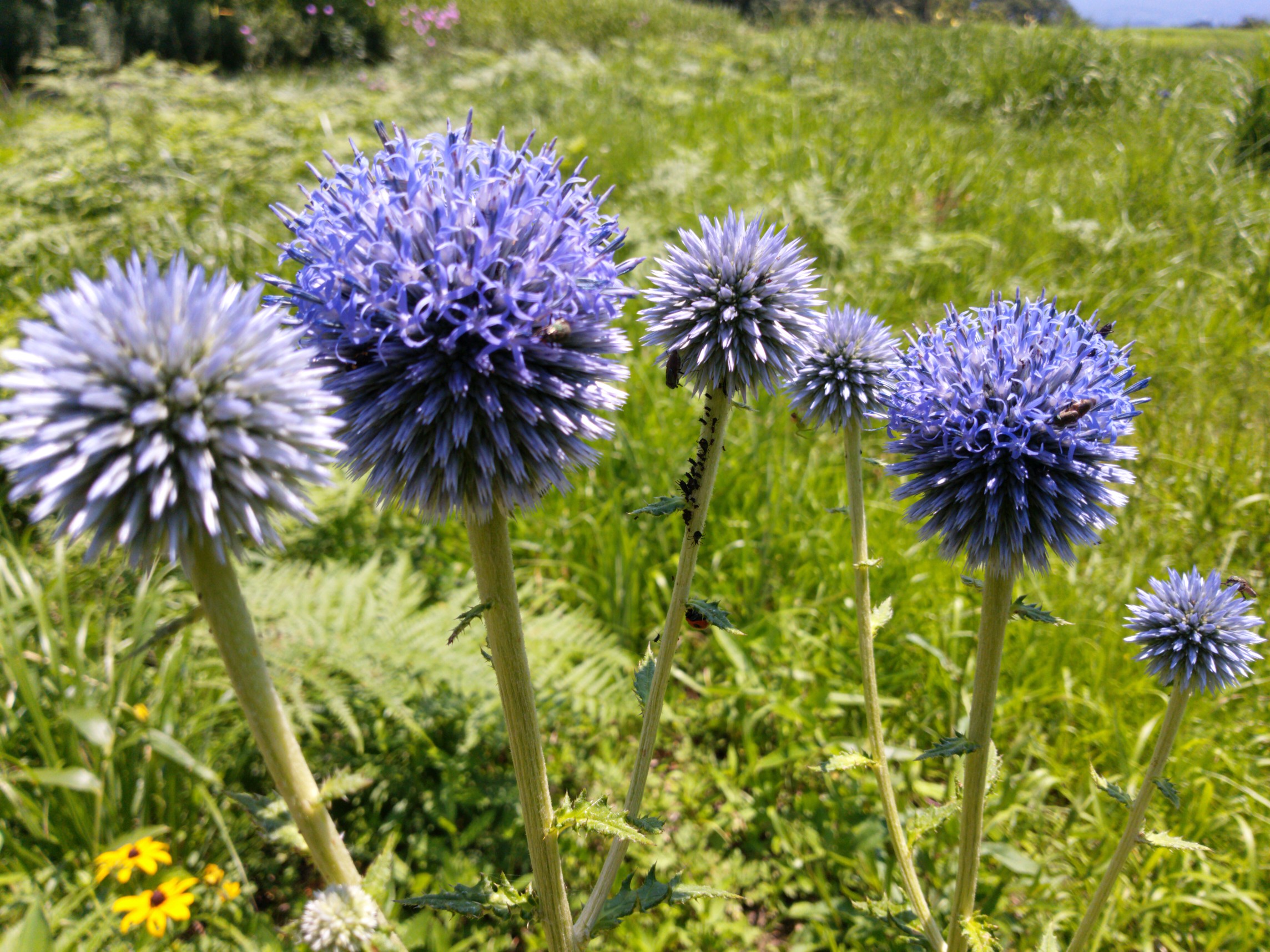 うぶやまトレッキング ヒゴタイ公園 ひさぼんさんの草原の村 うぶやまトレッキング ヒゴタイ公園と山野草コースの活動データ Yamap ヤマップ