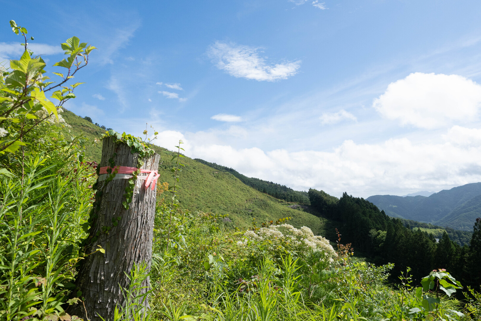 竜王山（讃岐竜王）・竜王山（阿波竜王） / きなぼくさんの竜王山（讃岐山脈）・大川山の活動データ YAMAP / ヤマップ