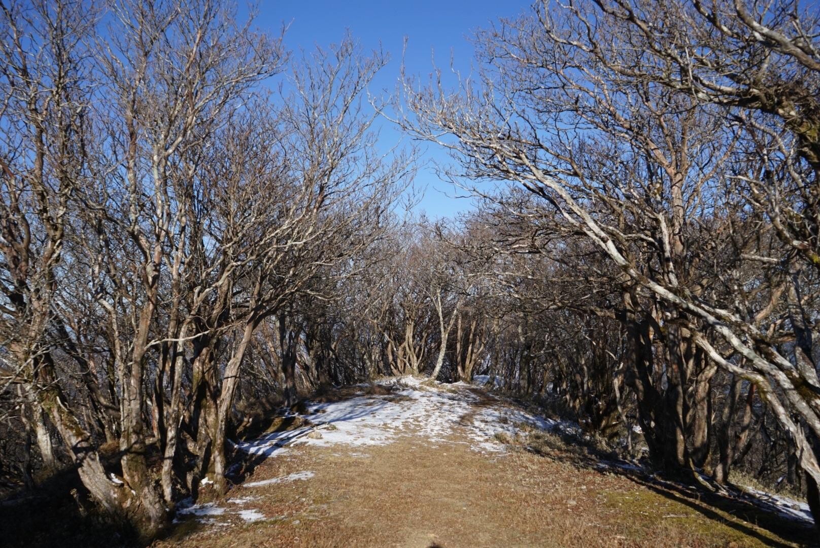 綿向山 / やまじさんの綿向山の活動データ YAMAP / ヤマップ