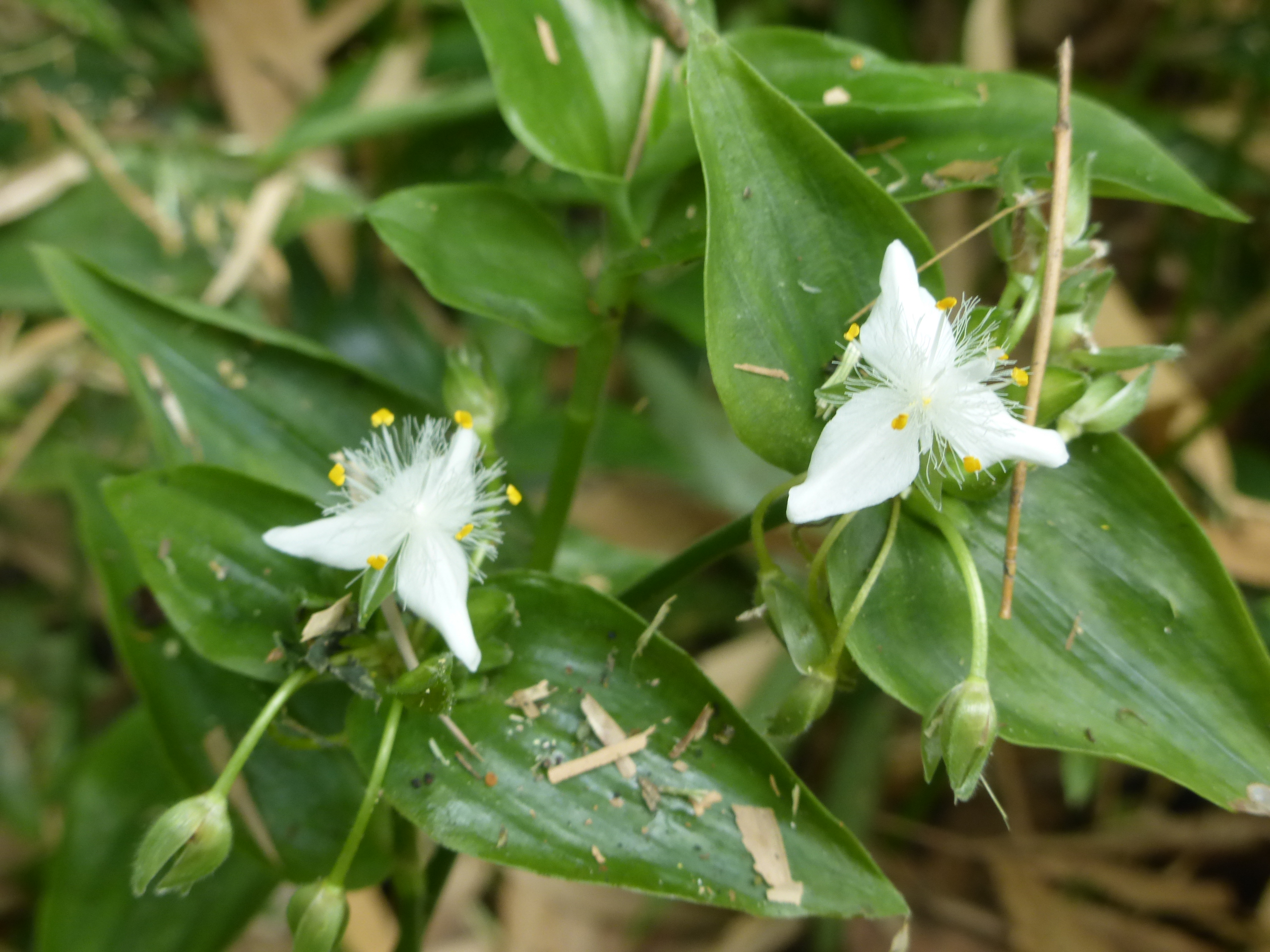 地元シリーズ 阿武山から竜仙峠から摂津峡 06 03 あかりさんの竜王山 阿武山の活動データ Yamap ヤマップ