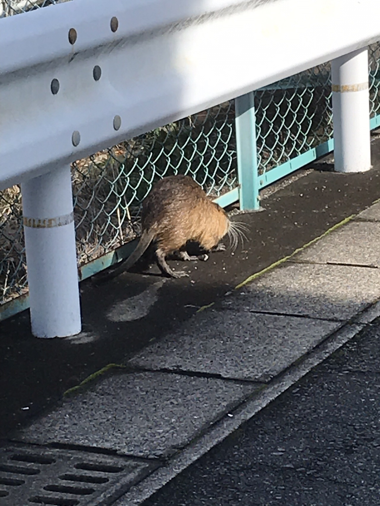 尾道市 01 26 猫ねこさんの尾道市の活動日記 Yamap ヤマップ