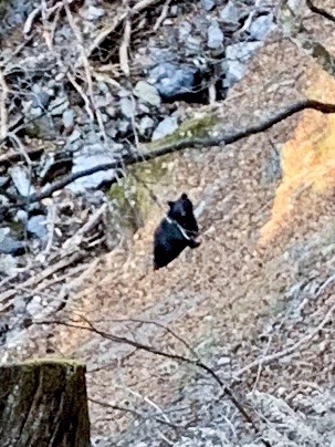 初熊 ビデオ と初山小屋 秋の奥多摩 三条の湯から飛龍山 急登きつ さんの雲取山 鷹ノ巣山 七ツ石山の活動データ Yamap ヤマップ