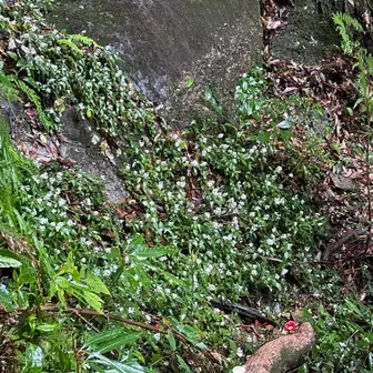 Rhinacanthus nasutus
宮崎の山に沢山咲いていた