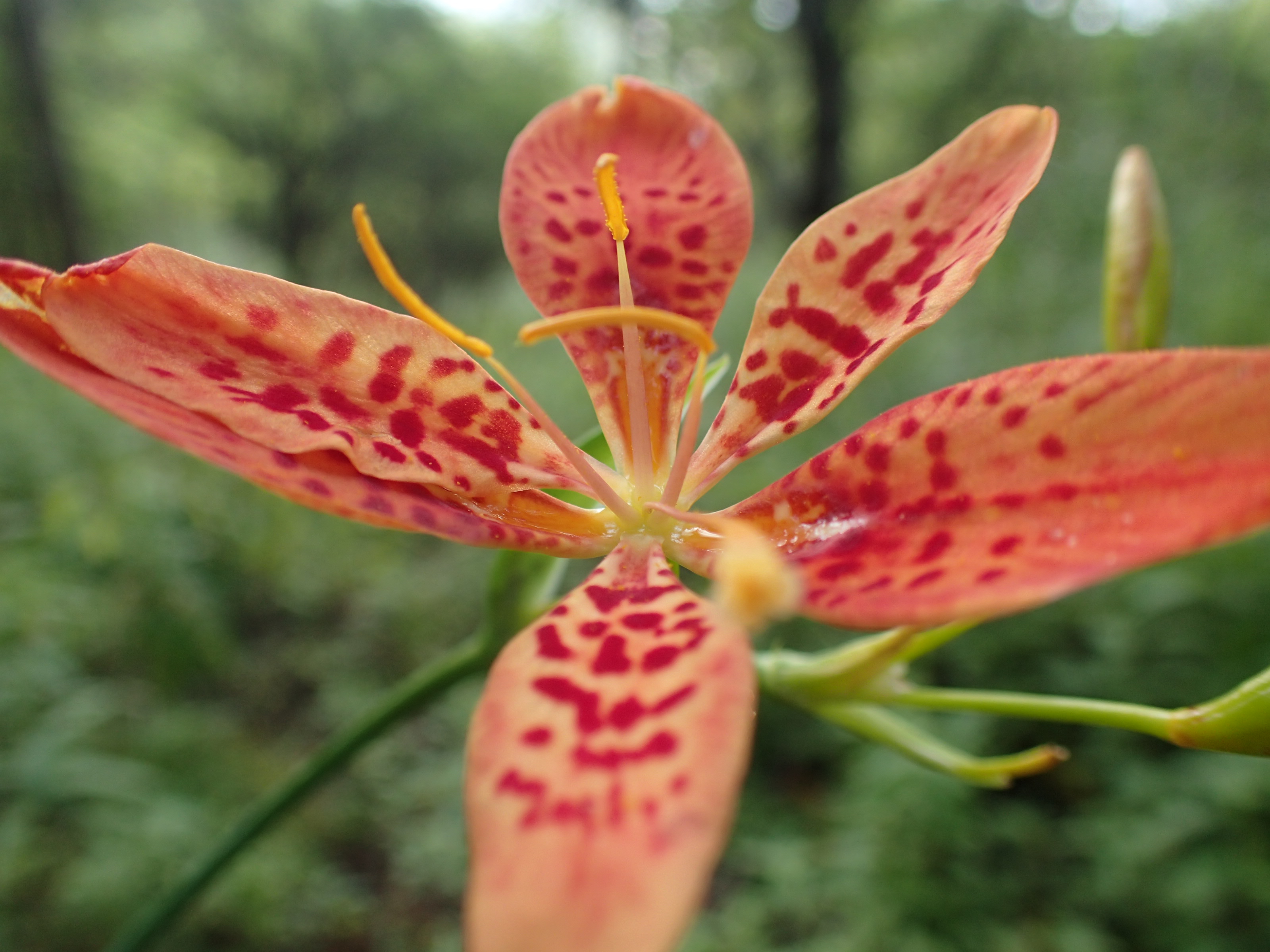 西丹沢 ジーコさんの大室山 畦ヶ丸山 菰釣山の活動日記 Yamap ヤマップ