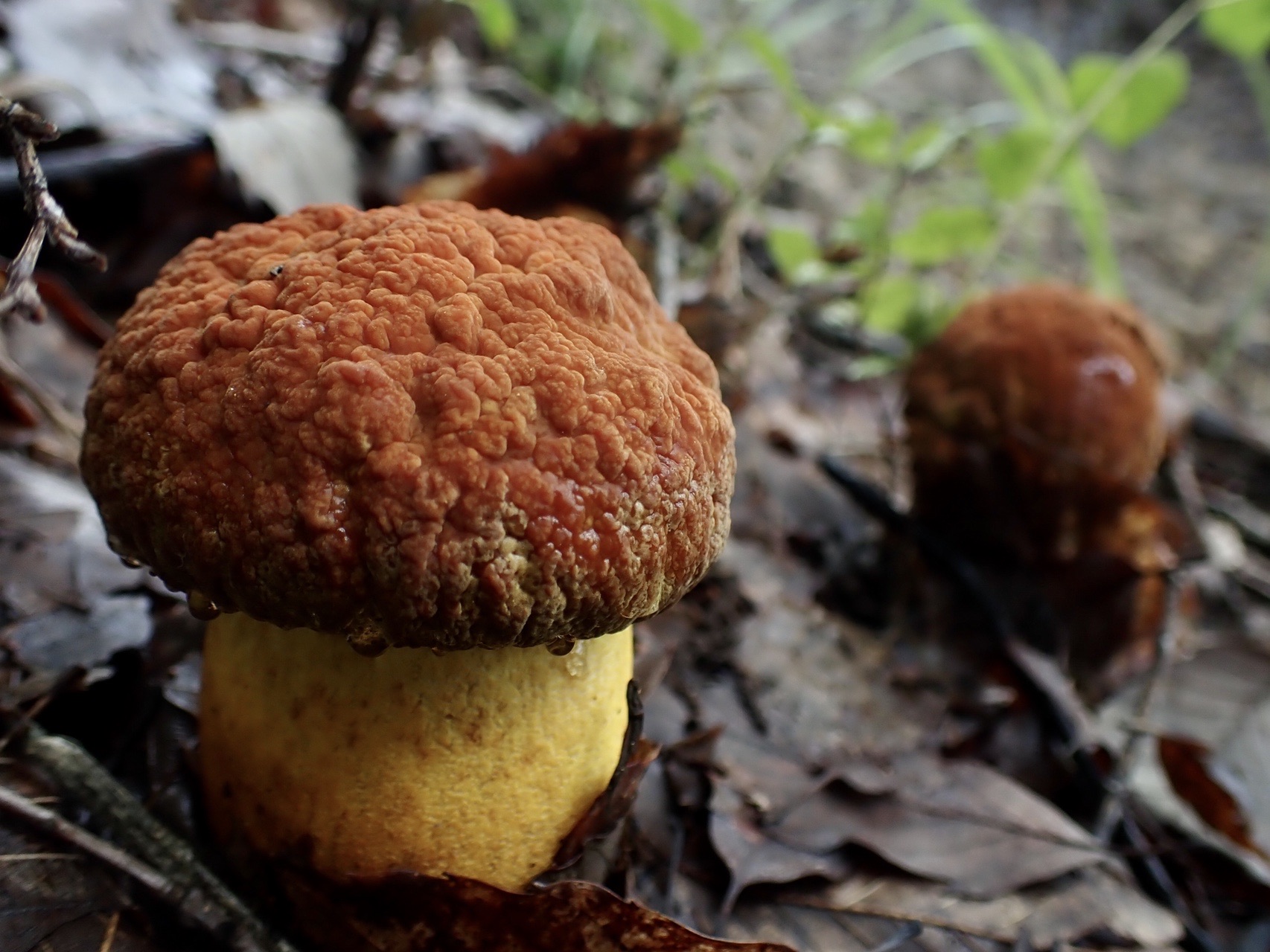 きのこの山 きみちゃんさんの姫路市の活動データ Yamap ヤマップ