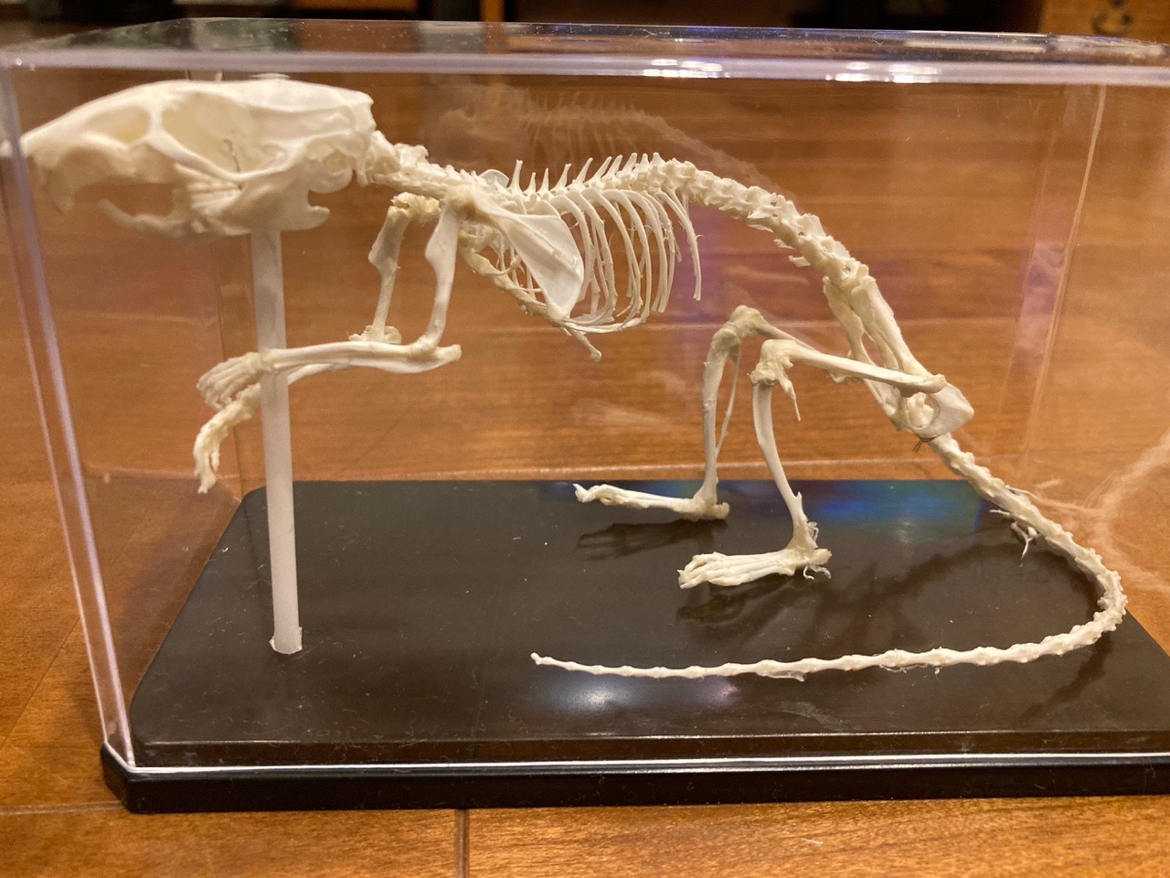 インドネシア ドブネズミ（ラット）の骨格標本 A 【公式通販】