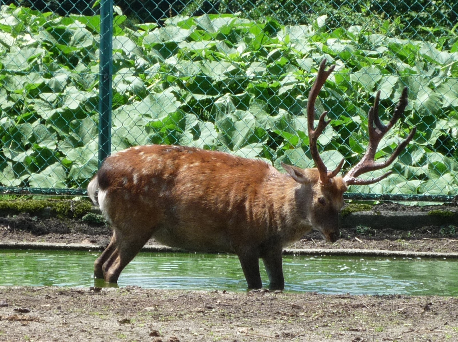 城山公園 三戸城 跡 Suzyさんの名久井岳 の活動日記 Yamap ヤマップ