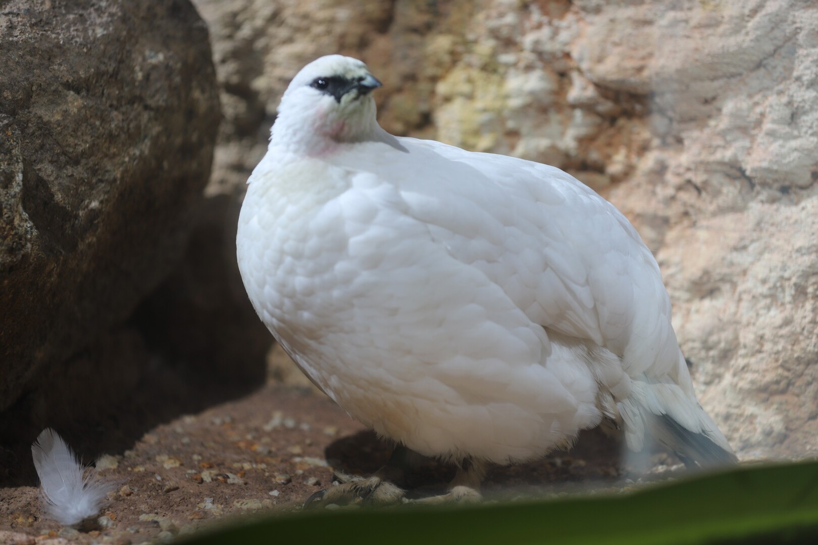 ニホンライチョウ一般公開 上野動物園へ やまっちさんの東京都23区 北エリアの活動データ Yamap ヤマップ