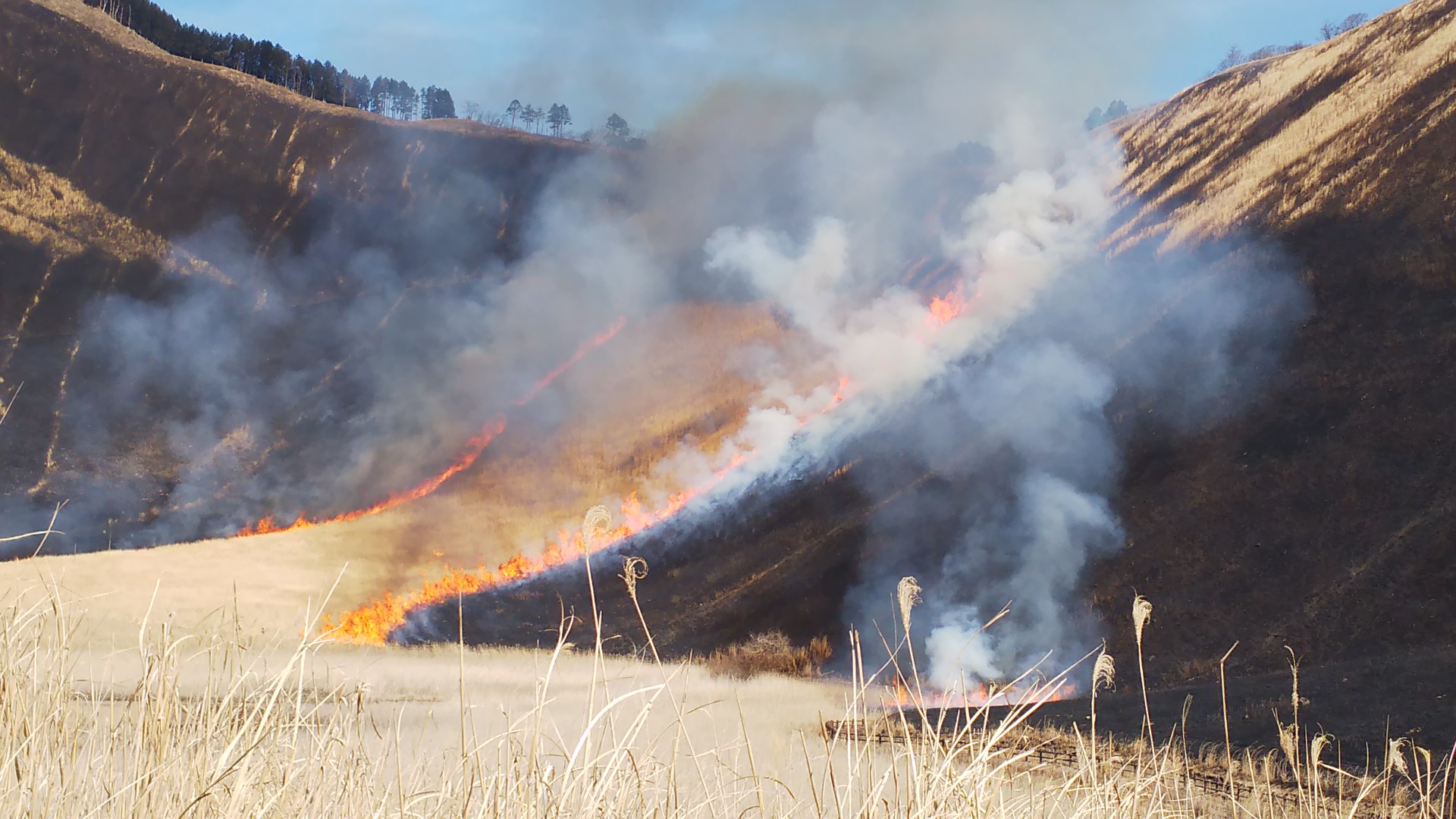 曽爾高原 山焼き 紫閃 Peeママから紫閃 しせん に変更します さんの倶留尊山 曽爾高原 古光山の活動データ Yamap ヤマップ