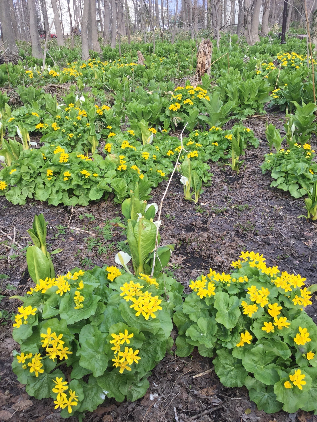 星置緑地第３形態エゾノリュウキンカ編 04 18 カメの散歩道さんの三角山 札幌市 大倉山の活動日記 Yamap ヤマップ