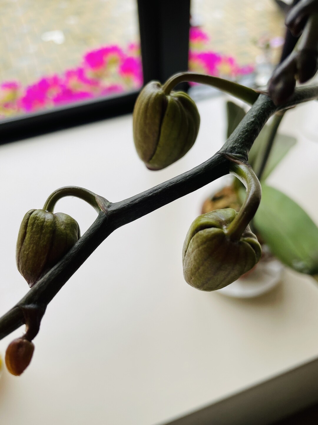 胡蝶蘭二度咲きチャレンジ 残り三鉢 Hakuzanさんのモーメント Yamap ヤマップ