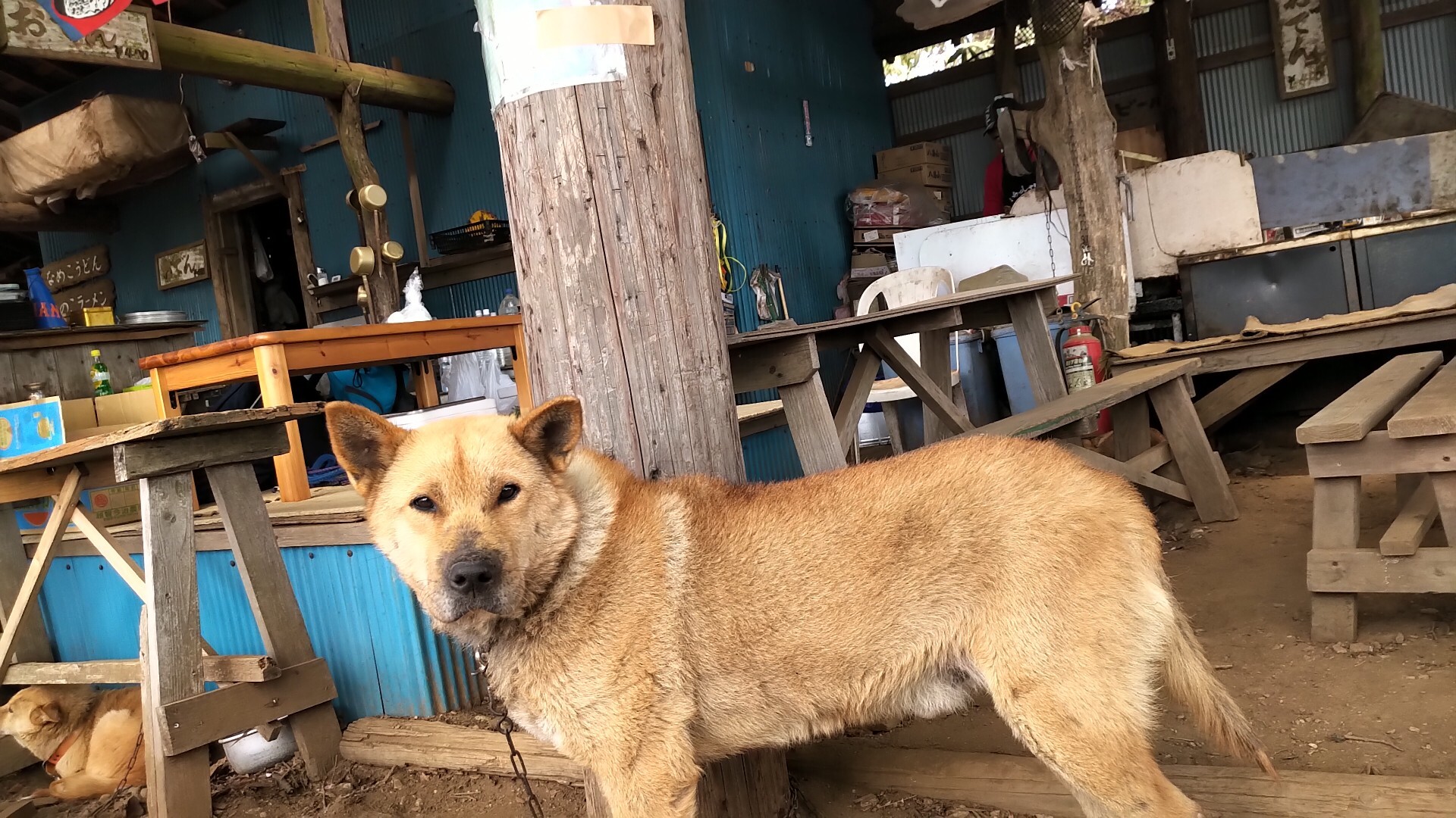 景信茶屋の犬とふれあい 19 04 29 サブタロウさんの高尾山 陣馬山 景信山の活動データ Yamap ヤマップ
