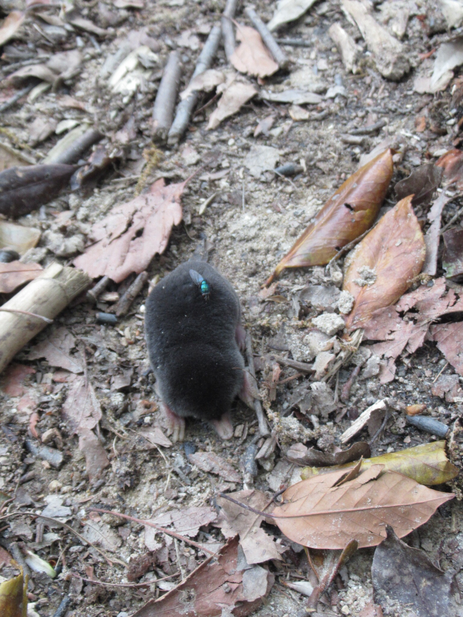 満開の生駒つつじ園 その２ Asayanさんの生駒山 神津嶽 大原山の活動日記 Yamap ヤマップ
