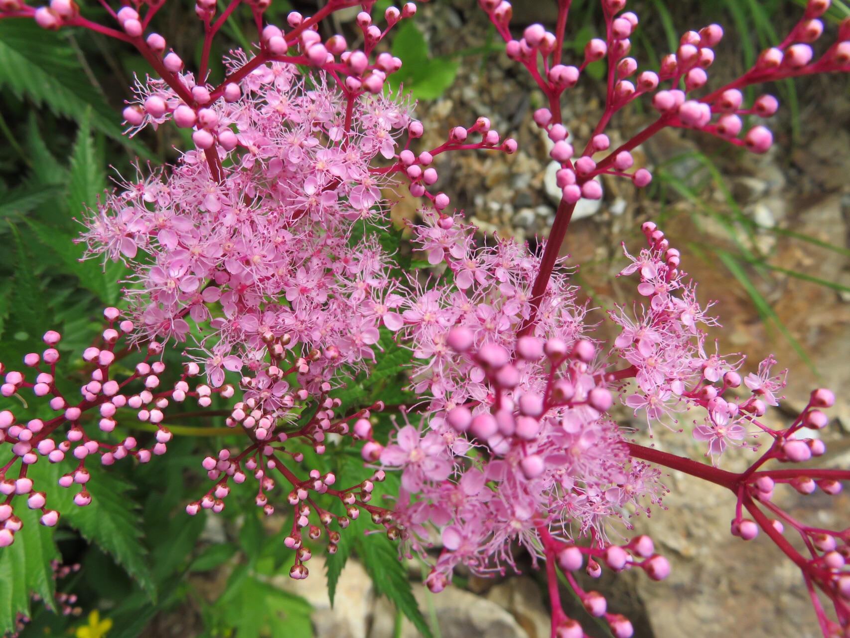 はじめての白山は仲間に助けられるの巻 ともしさんの白山 別山 銚子ヶ峰の活動日記 Yamap ヤマップ