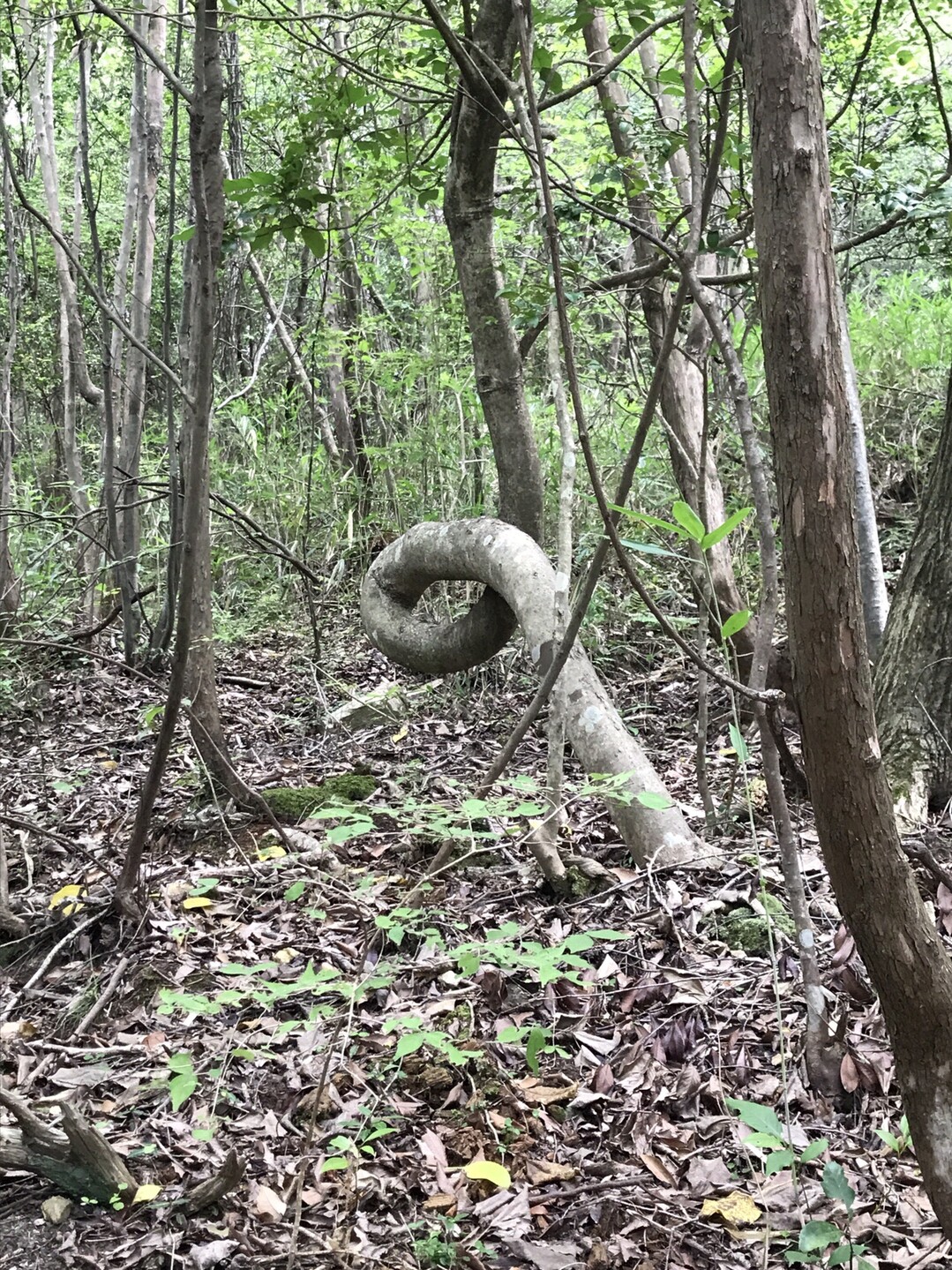 龍ノ口山 19 06 22 さとりやさんの龍ノ口山の活動日記 Yamap ヤマップ