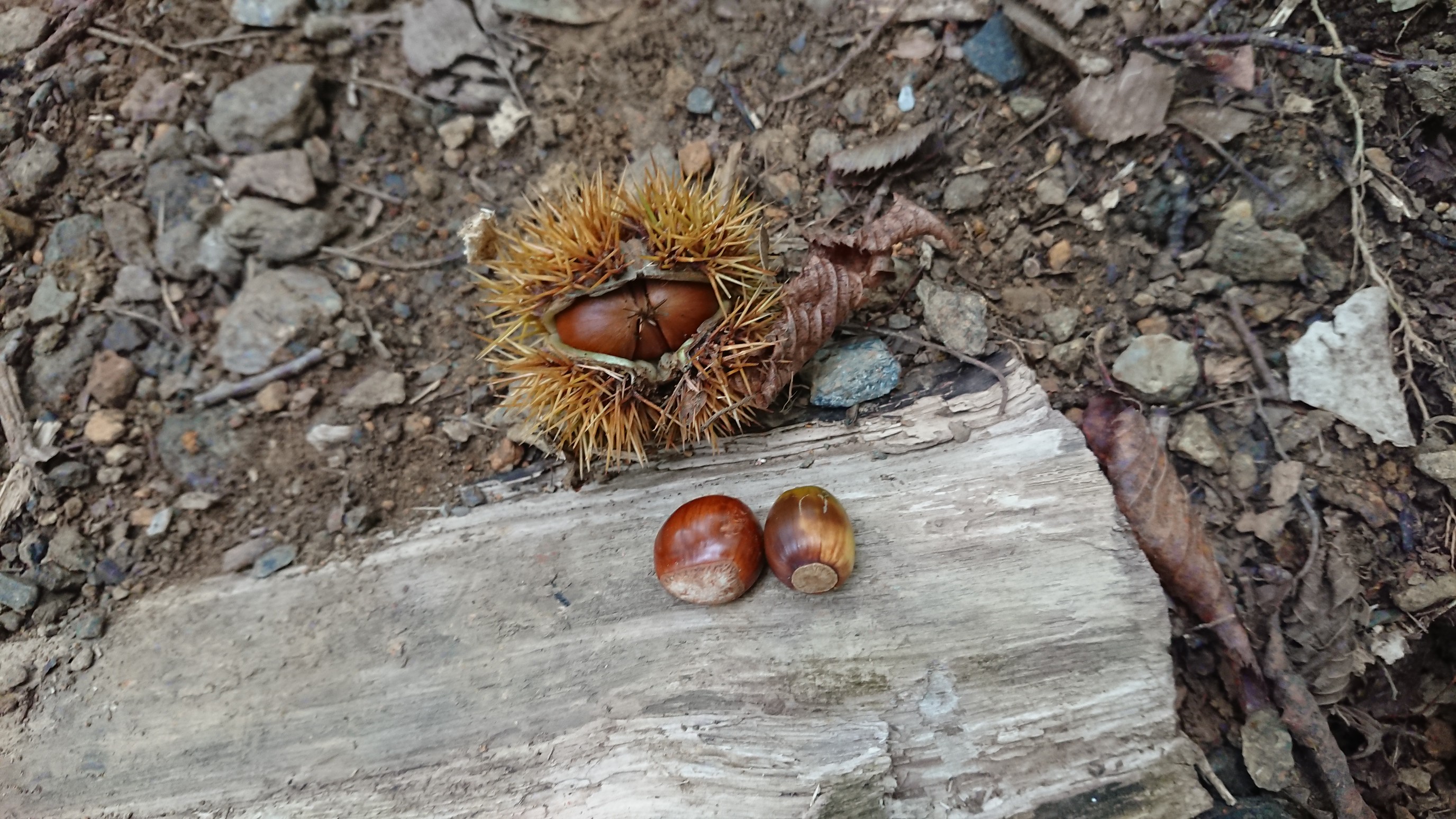 御池岳 鈴北岳 10 03 Satoさんの藤原岳 御池岳の活動日記 Yamap ヤマップ