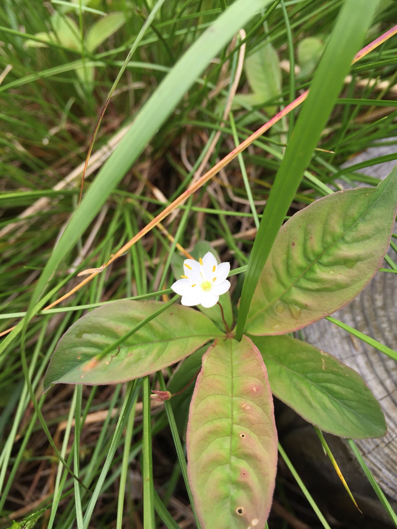 巻機山 夏のお花と池塘を歩く カトちゃんさんの巻機山 割引岳 金城山の活動日記 Yamap ヤマップ