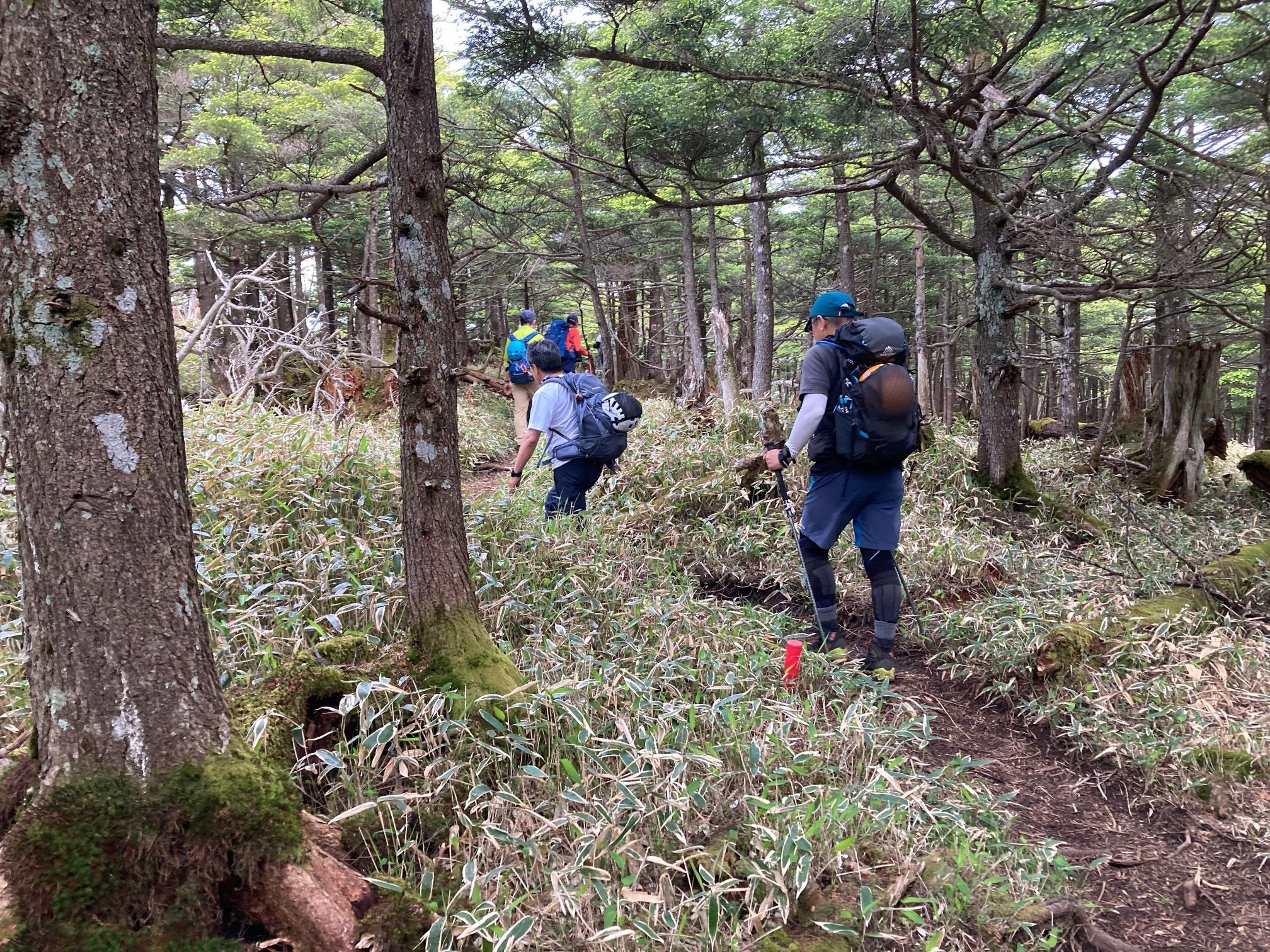 皇海山・袈裟丸山・庚申山 庚申山手前の快適な笹原歩き