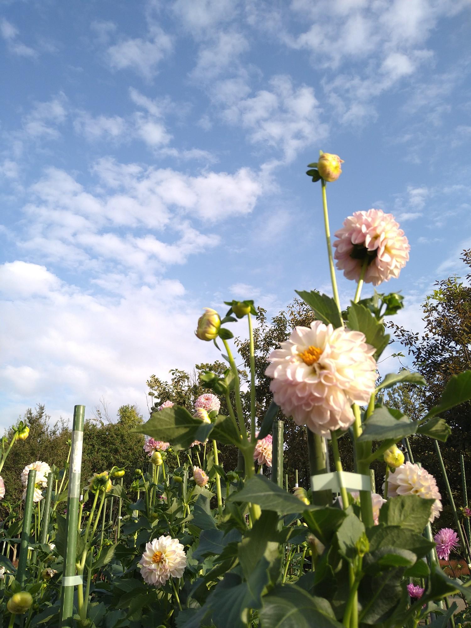 買い物帰りの馬見丘陵公園 22 10 03 はなままさんのウォーキングの活動データ Yamap ヤマップ