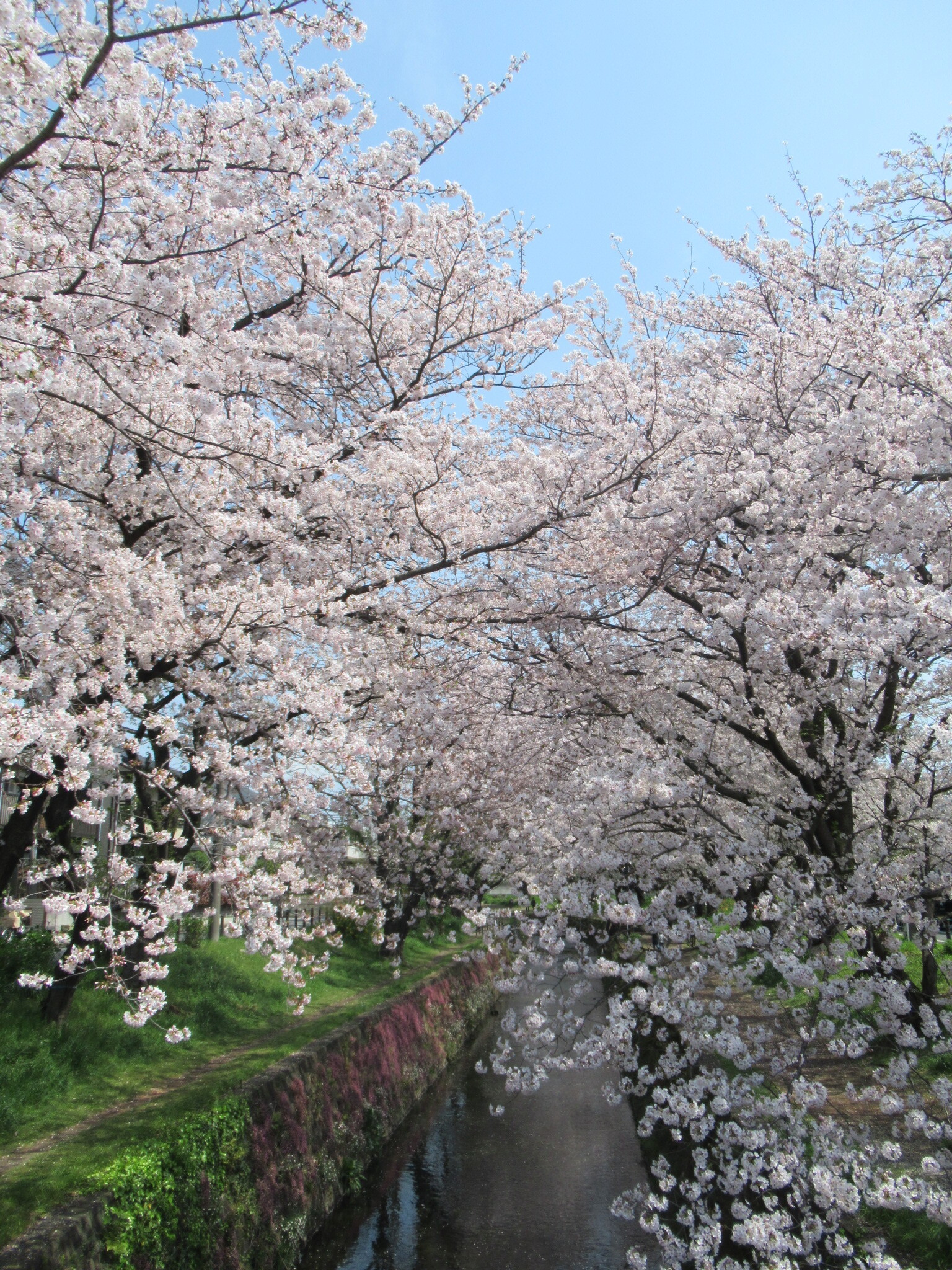 大和ゆとりの森 千本桜 遊びの森 自転車散歩 Ryuyuさんの厚木市の活動日記 Yamap ヤマップ
