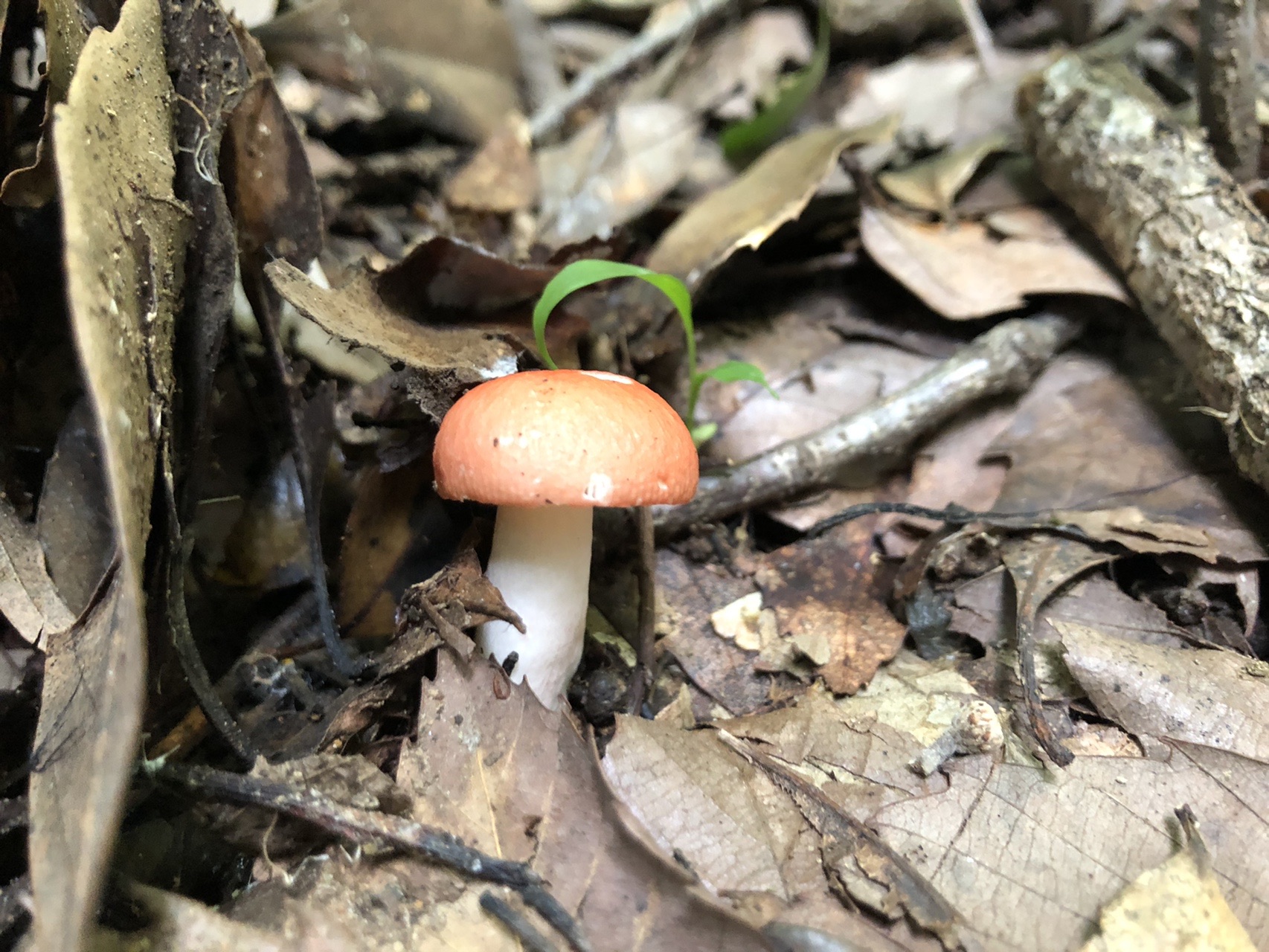 キノコ探しに鴻ノ峰へ Tayaさんの山口市の活動日記 Yamap ヤマップ