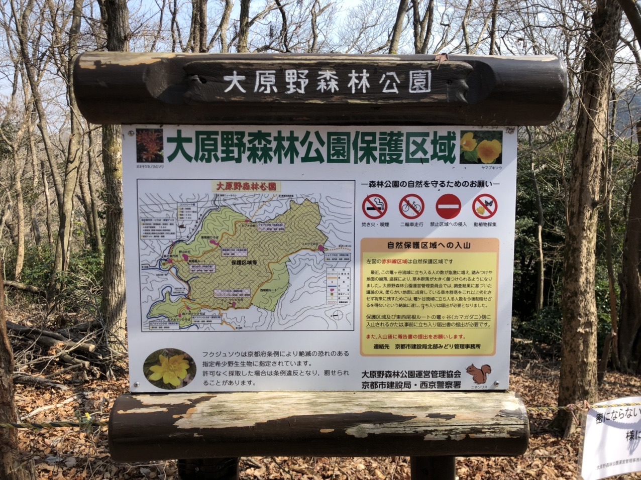 ポンポン山のフクジュソウ 福寿草 情報2 えんやさんのモーメント Yamap ヤマップ