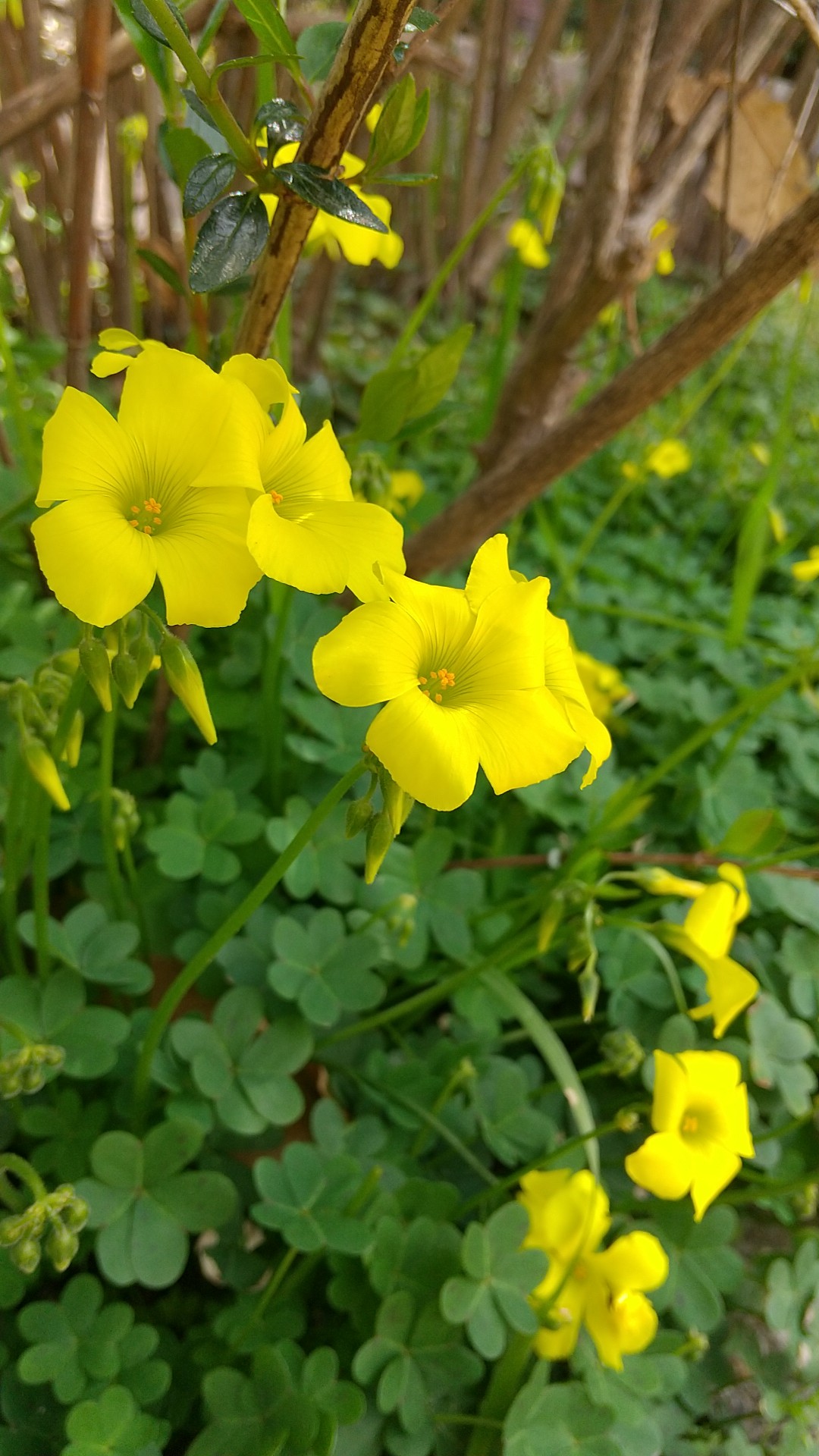 お花見ハイク 夙川 北山貯水池 甲山 ミノムシさんの六甲山 長峰山 摩耶山の活動日記 Yamap ヤマップ