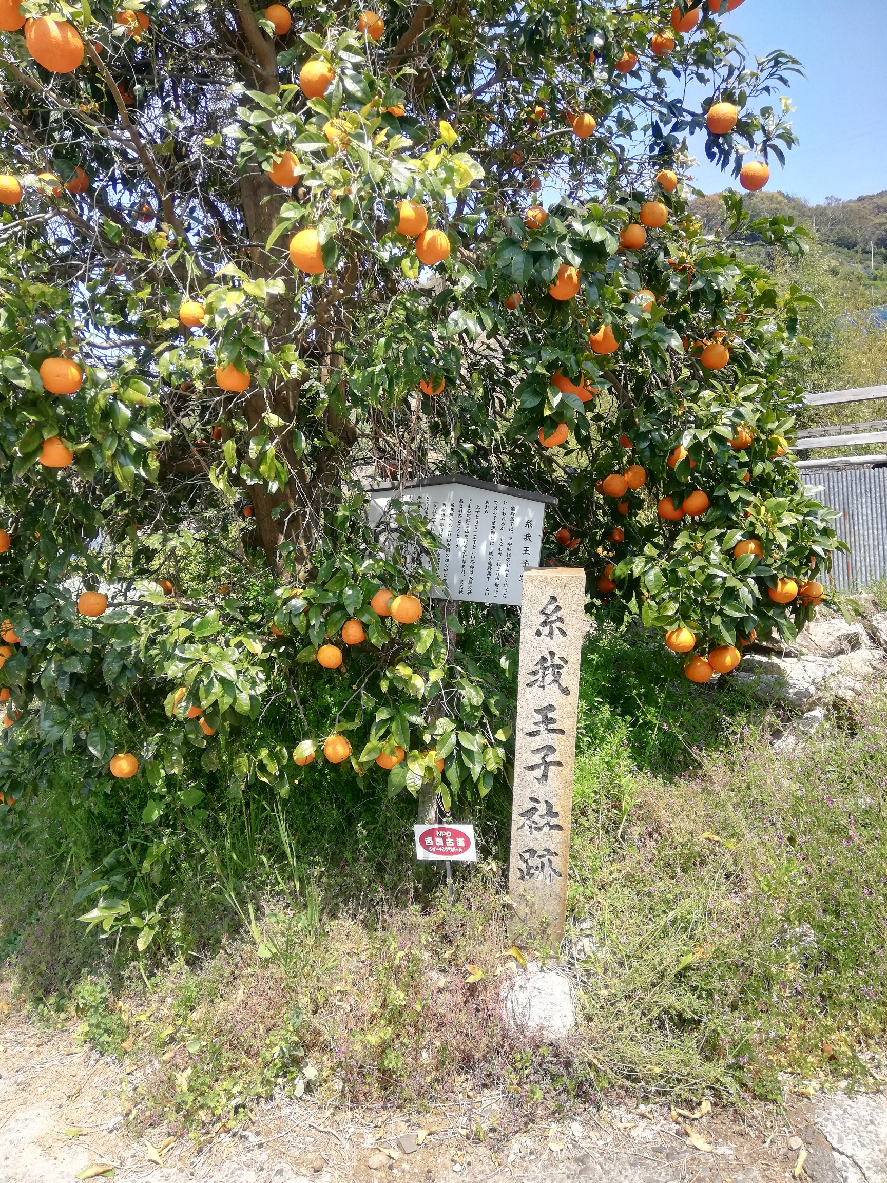 みかん畑の熊野古道 紀伊路 紀伊宮原駅 湯浅駅 よもぎもちさんの熊野古道紀伊路その1の活動日記 Yamap ヤマップ