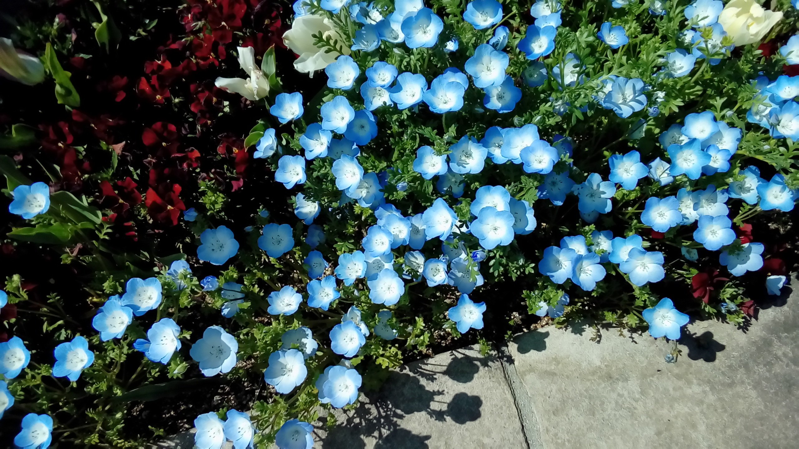 色重ね チューリップの花色 奈良県河合町 19 04 Ootakahiko さんの明神山 玉手山の活動日記 Yamap ヤマップ