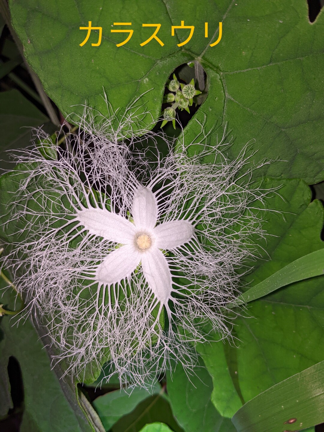 一夜花カラスウリの花とキカラスウリの花線 もーりーさんのモーメント Yamap ヤマップ
