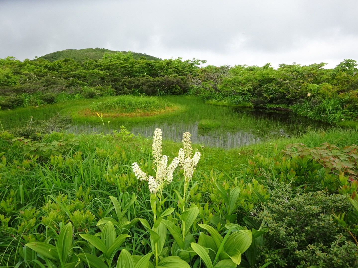 赤兎山 コバイケイソウとお花達がいっぱい まぁさんの赤兎山 猪鼻山の活動日記 Yamap ヤマップ