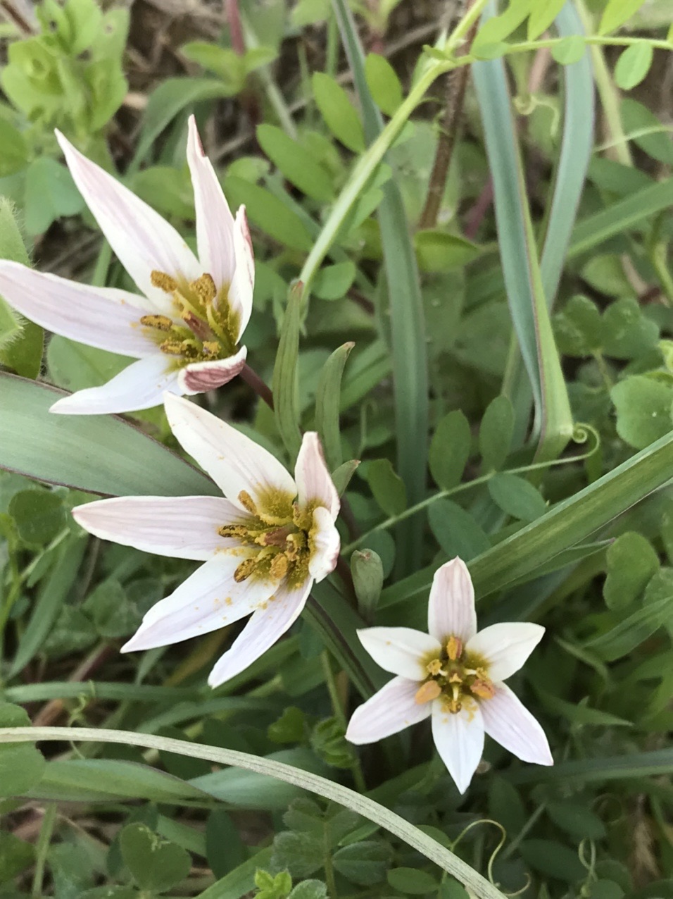 アマナ 甘菜 見っけ ユリ科 はっぴいえんどさんのモーメント Yamap ヤマップ