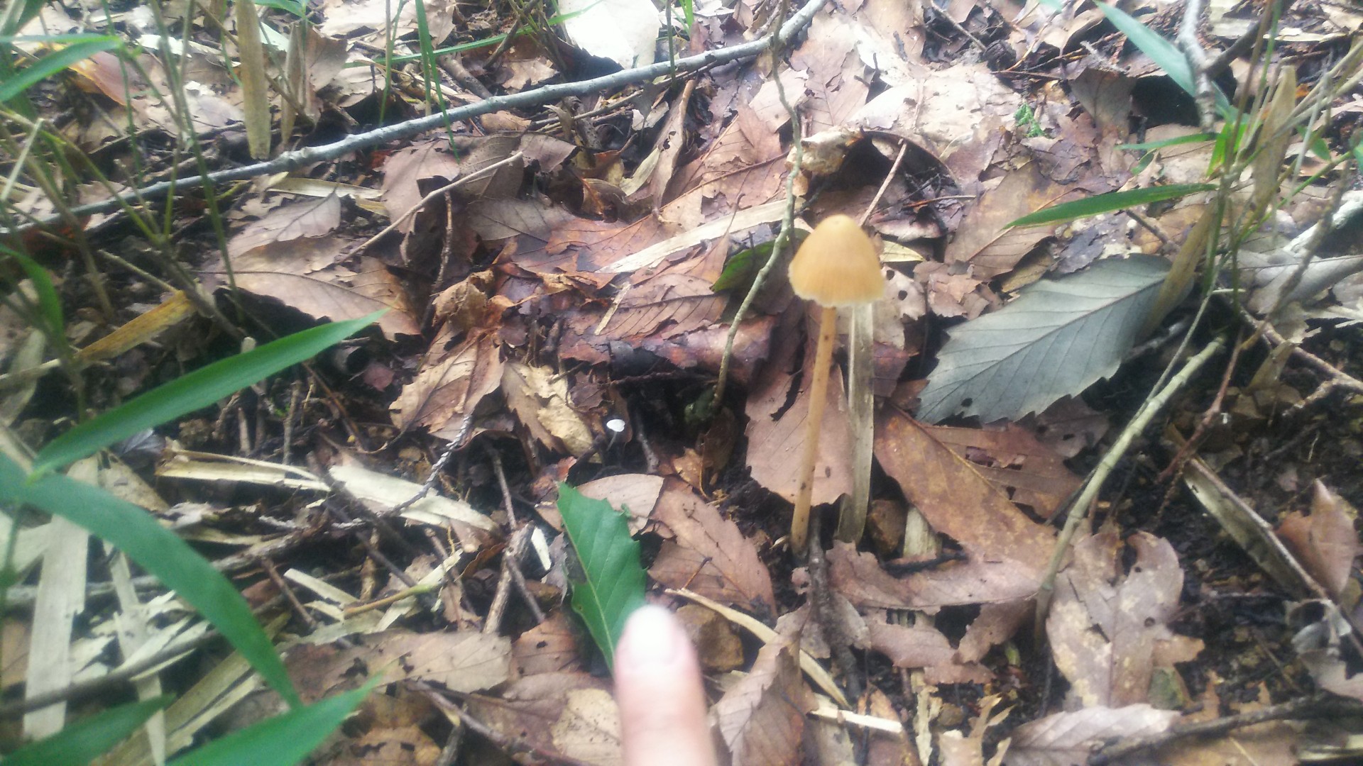 二上山 二上パークからクルリとテクテク ヤギよしさんの金剛山 二上山 大和葛城山の活動日記 Yamap ヤマップ