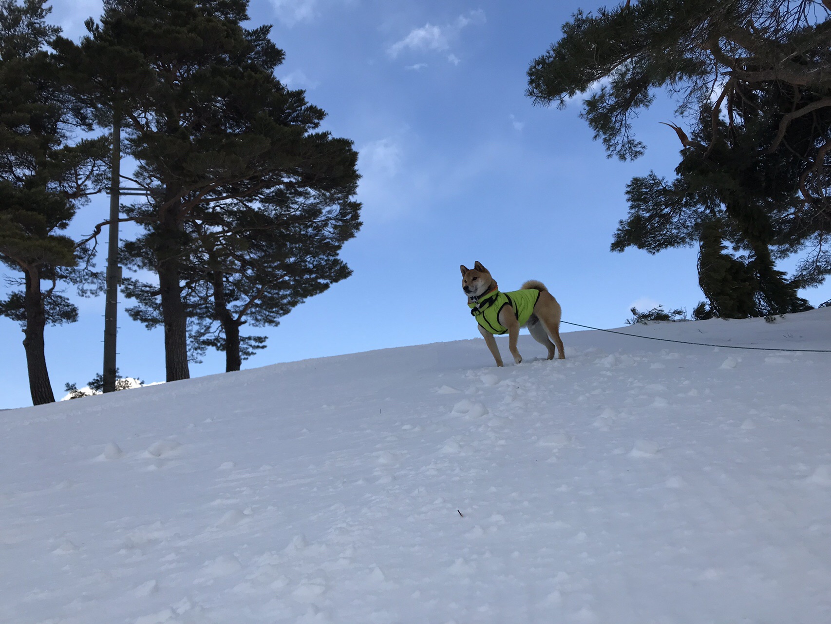 犬連れ 斑尾山 大明神岳 2月 土日連続アタック こうたさんの斑尾山 信越トレイルその1 希望湖まで の活動日記 Yamap ヤマップ