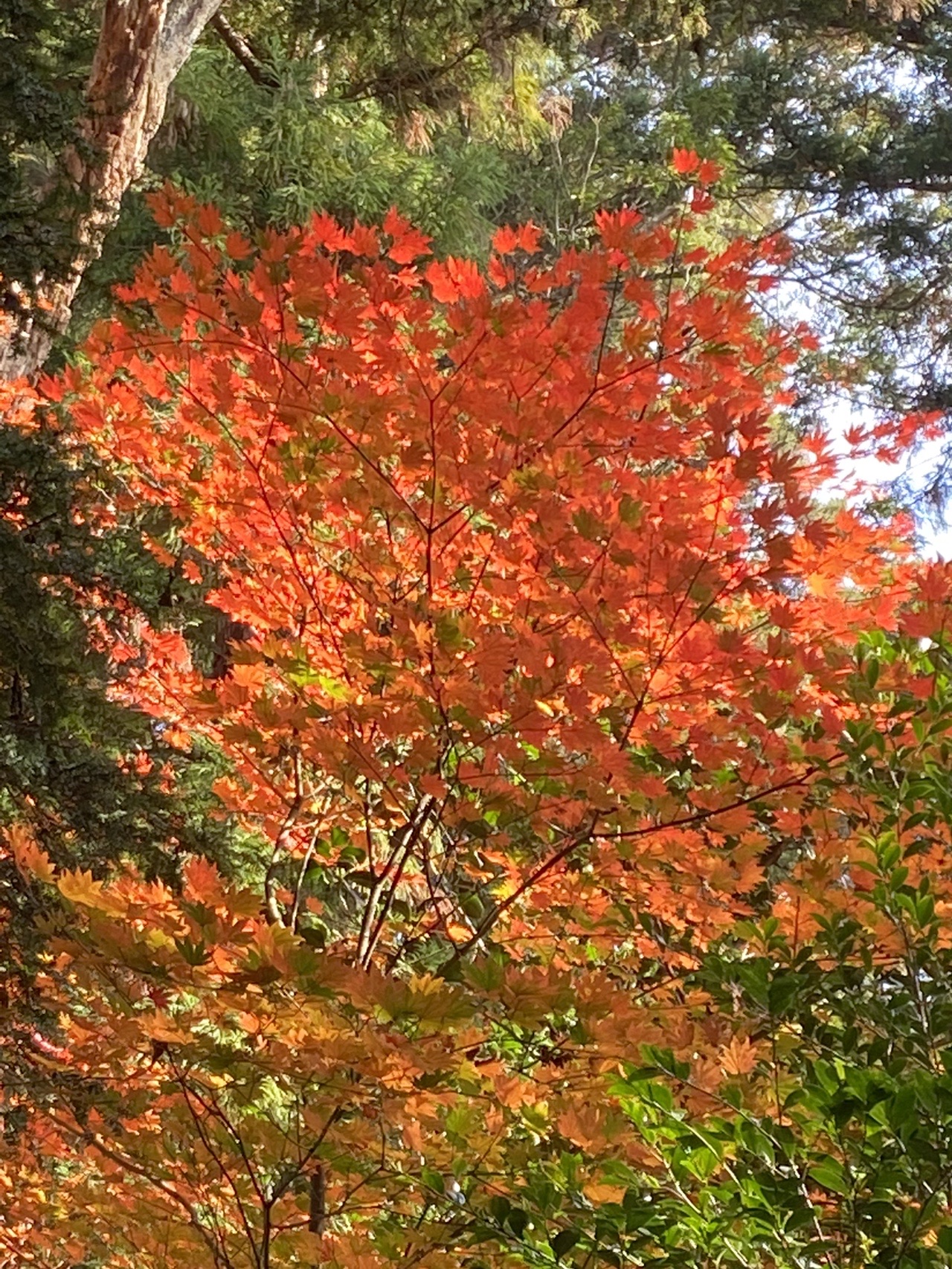 紅葉が見頃な猿投山 Ryoさんの猿投山 物見山の活動データ Yamap ヤマップ