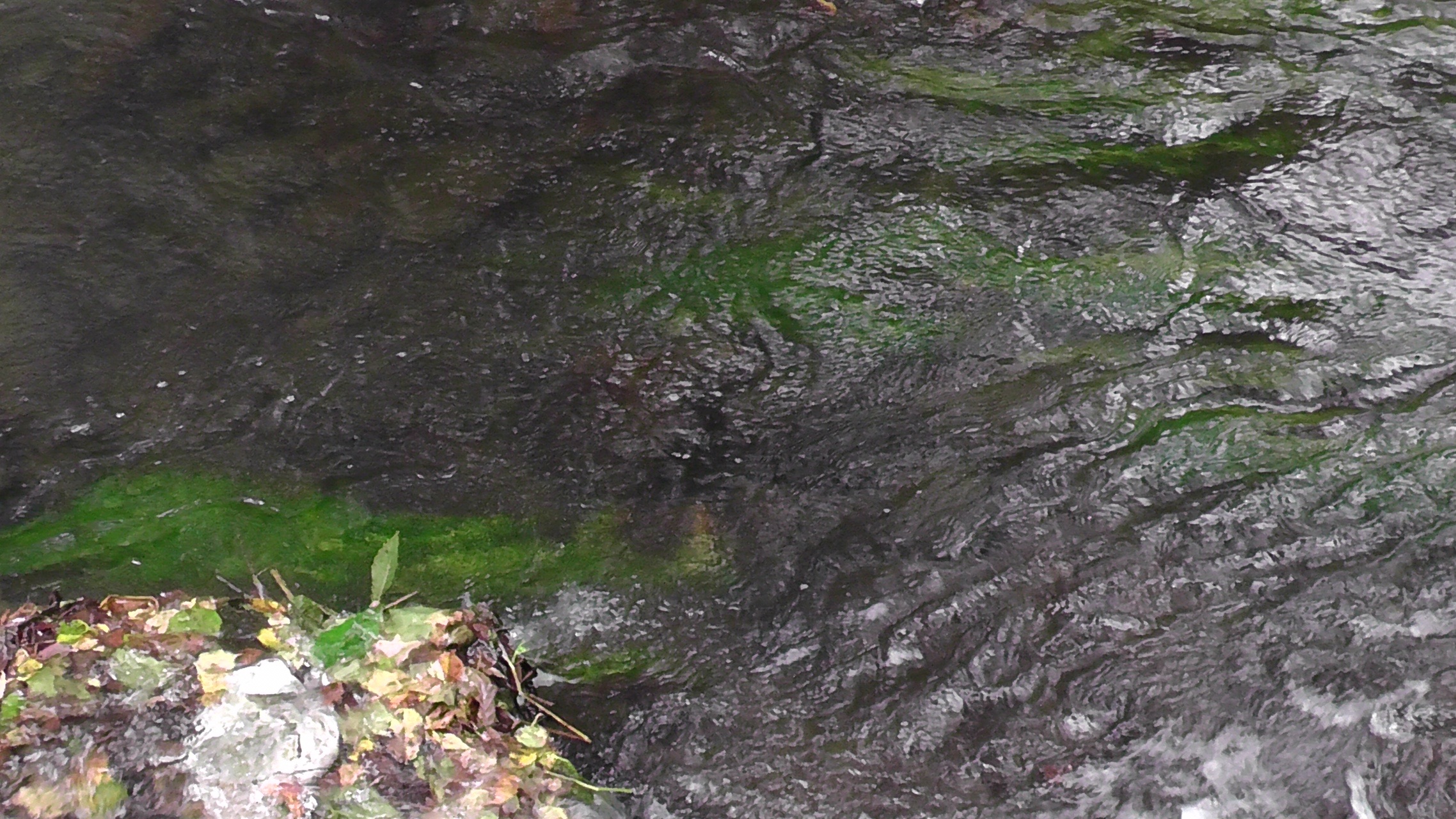 碧い裏摩周 緑の神の子池 西別川の梅花藻を観に行こう しもまっちさんの摩周岳 カムイヌプリ 西別岳の活動日記 Yamap ヤマップ