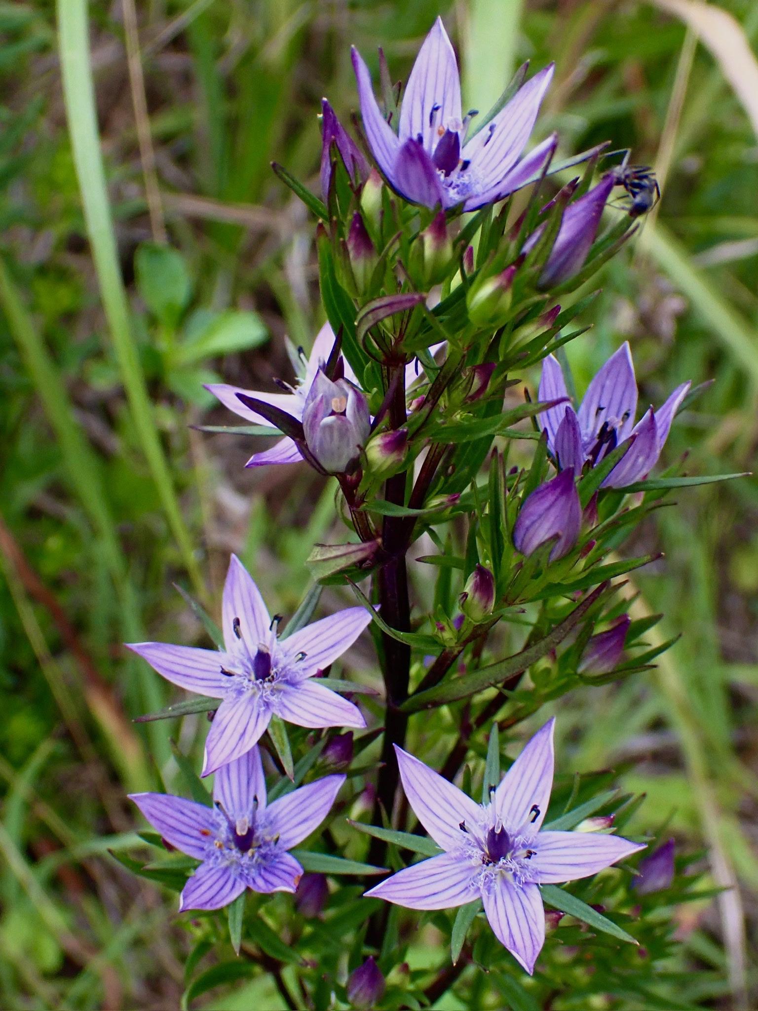 ムラサキセンブリ苗木 ムラサキセンブリ - 野山に自然に咲く花のページ