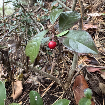 紀泉アルプス・飯盛山・ボンデン山 藪柑子（ヤブコウジ：十両）