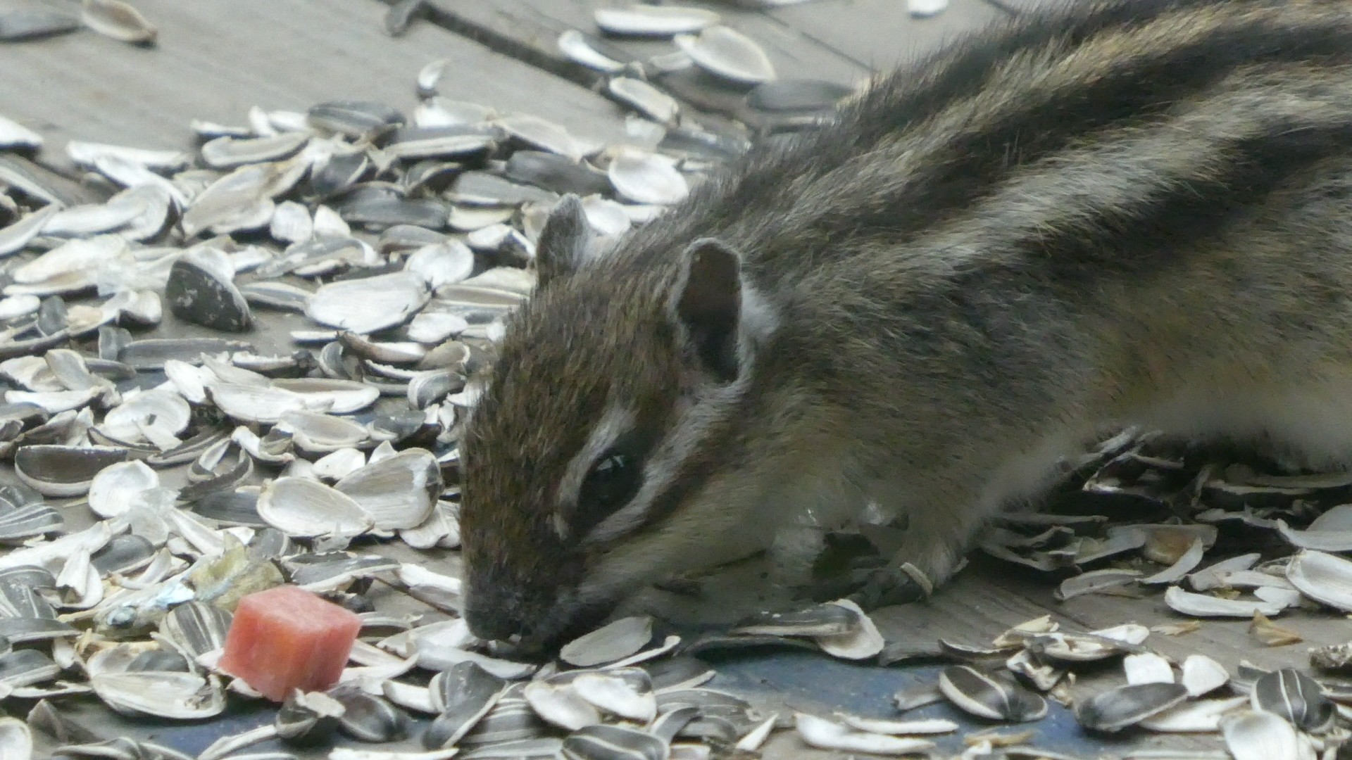 小樽天狗山 大曲山 と シマリス公園 Chibitaさんの塩谷丸山 於古発山の活動データ Yamap ヤマップ