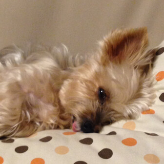 まさお YAMAP / ヤマップ