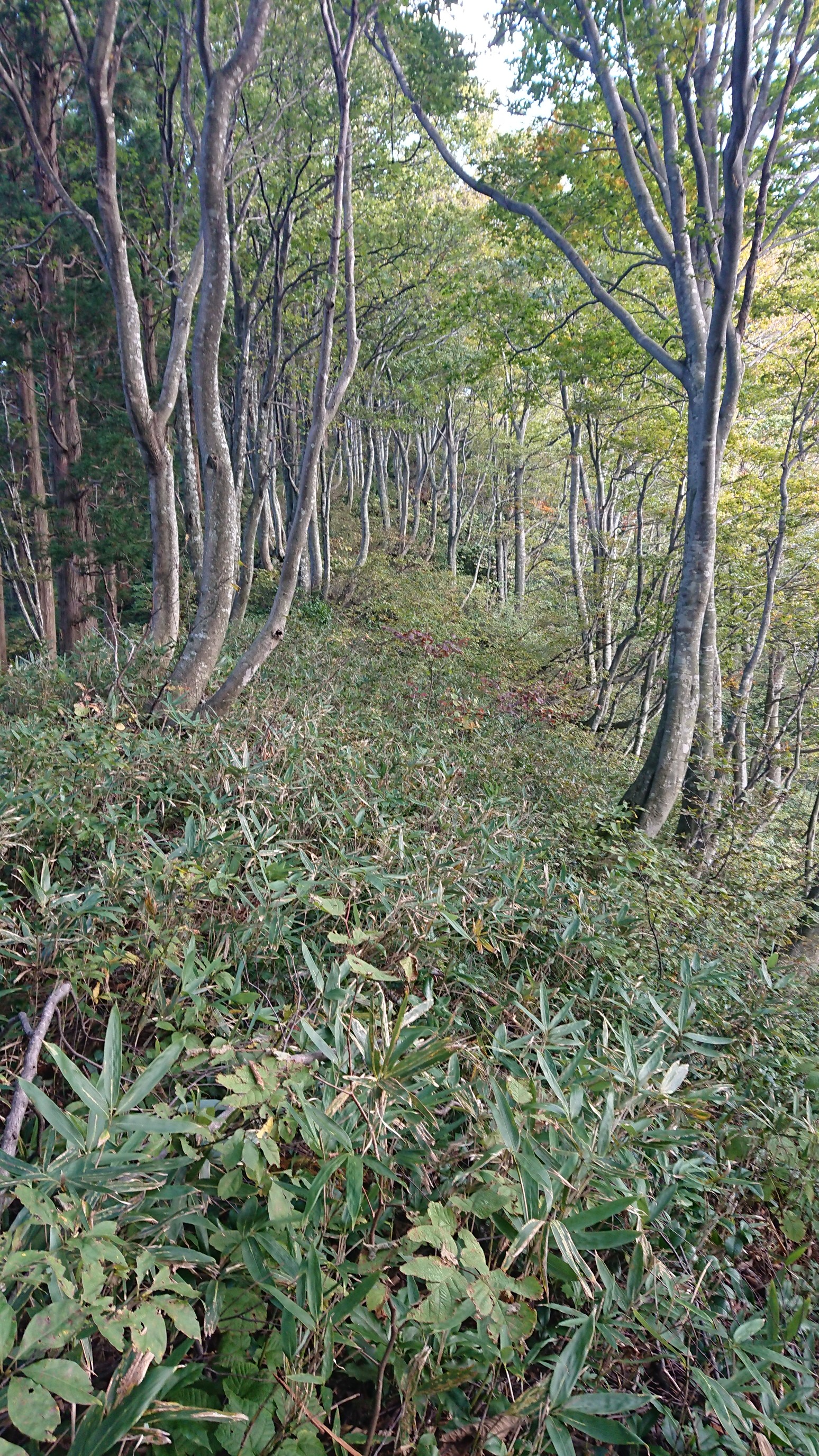 ピーク684手前
この左側に踏跡が
ここは笹藪なので踏跡でなくても進めます、写真じゃわかりずらいけど登りです。