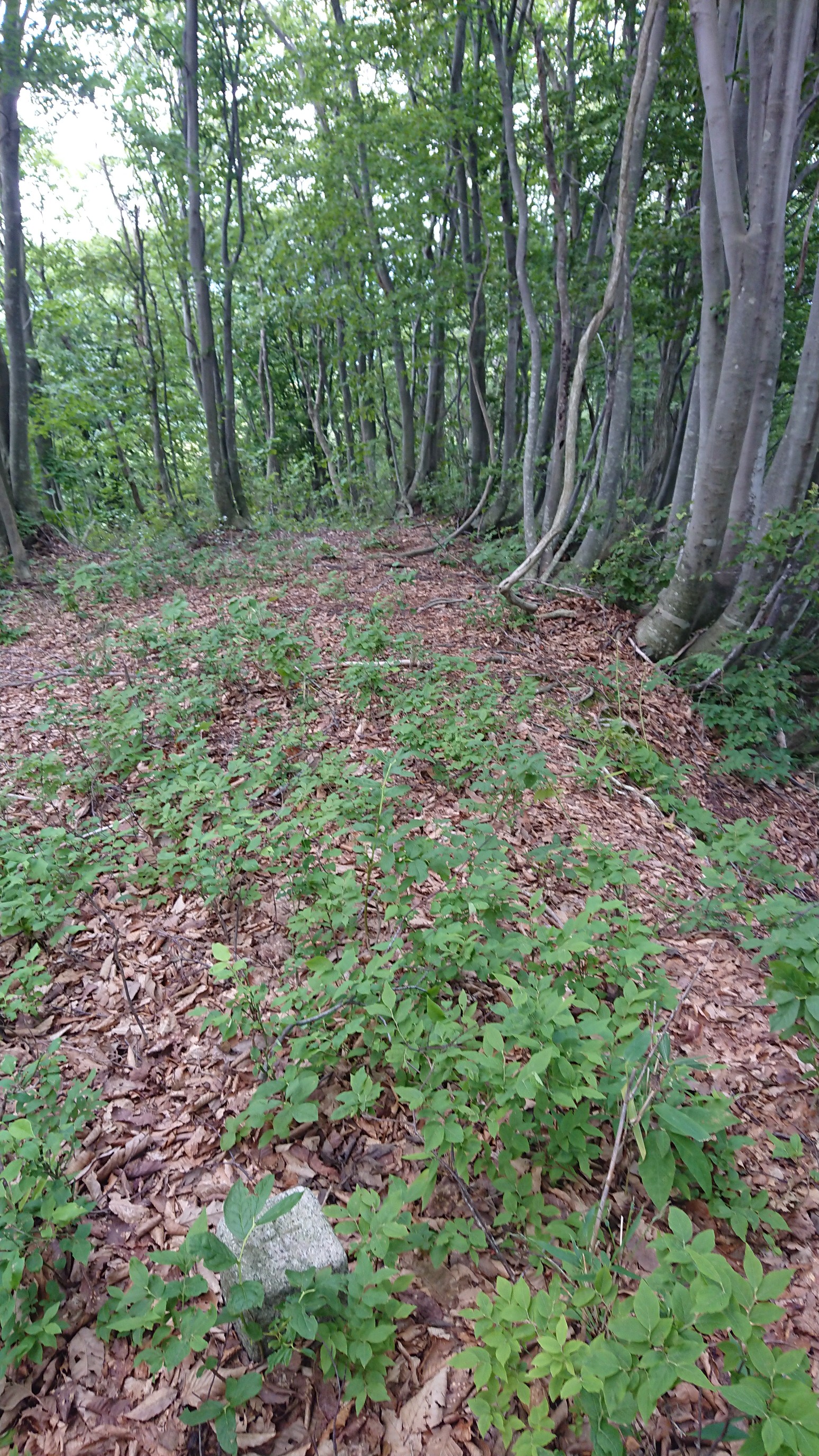 木六山・銀次郎山 H370.5地点