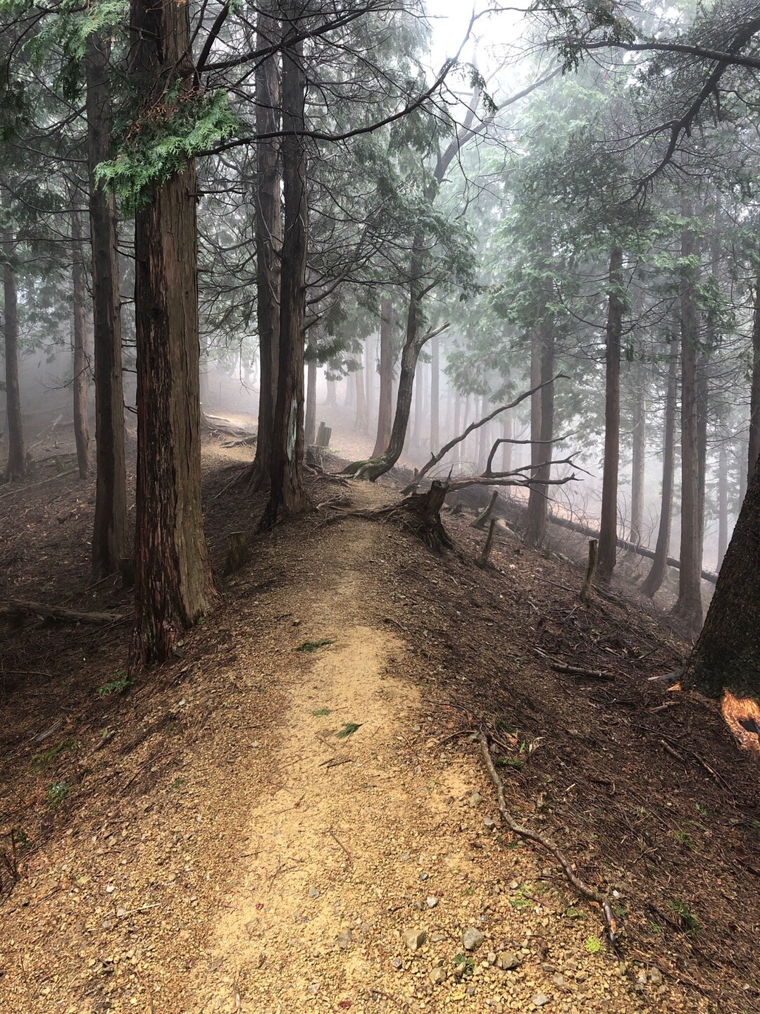 池田山(岐阜県)20200314 / daiさんの池田山の活動データ YAMAP / ヤマップ