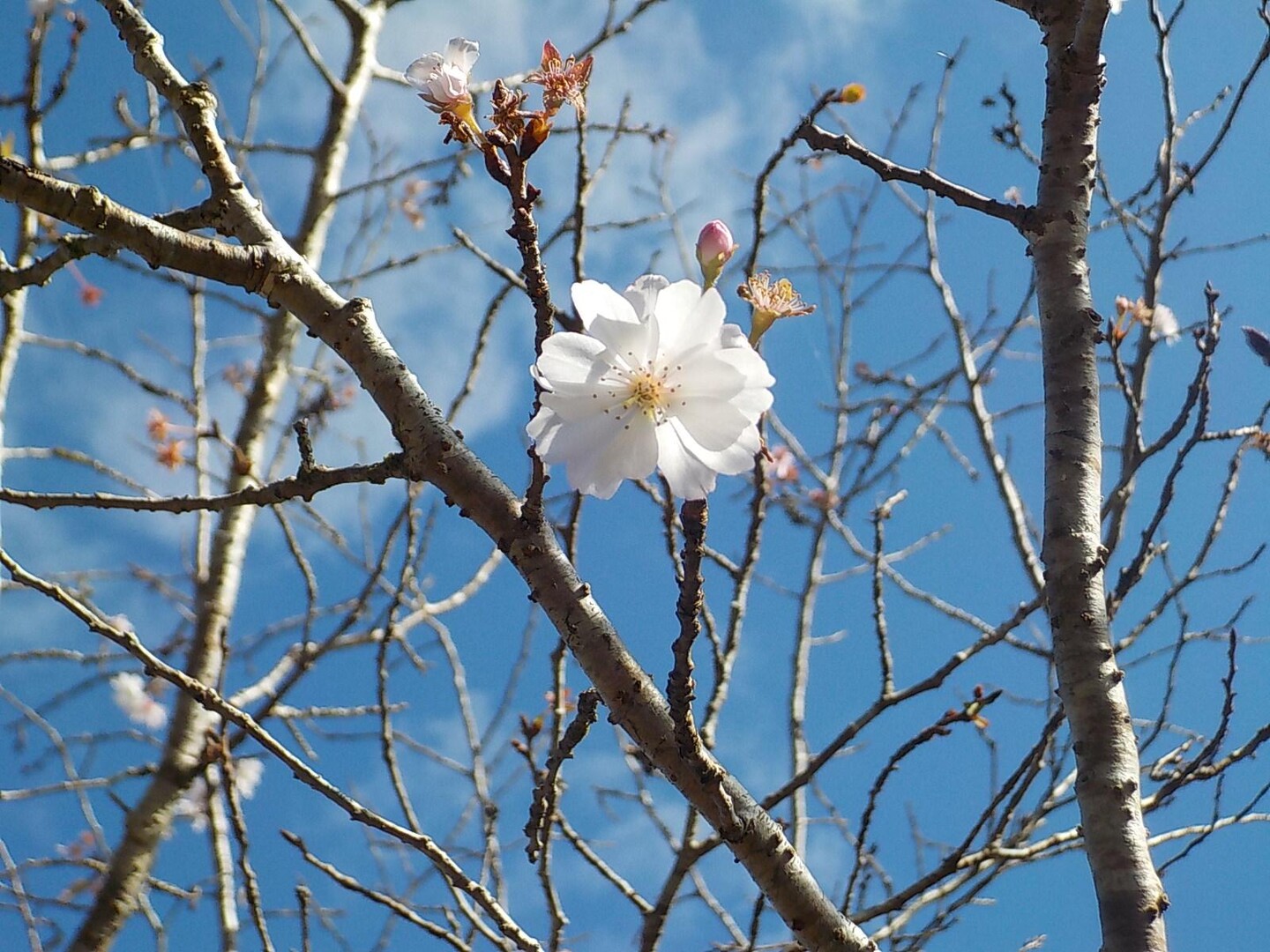 231121古座川の紅葉どかな？ / 名草山3さんの古座川（三尾川橋〜古座橋）の活動データ YAMAP / ヤマップ