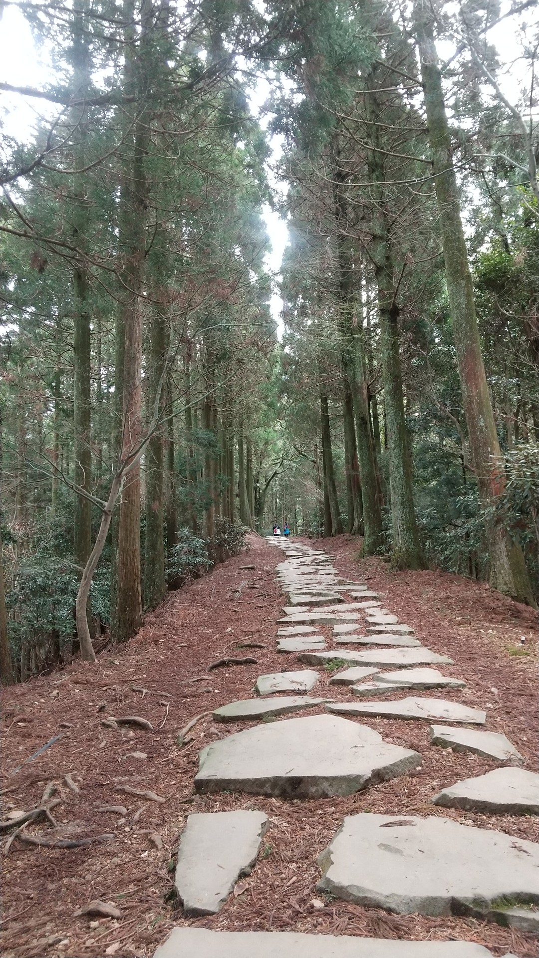 大行寺山 三千三百三十三の石段 Maddogさんの大行寺山の活動日記 Yamap ヤマップ
