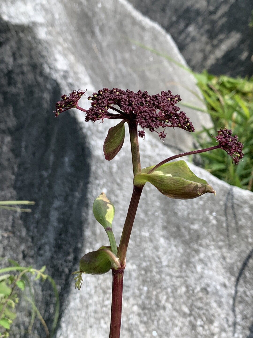 平尾台は草ボーボー 平尾台 貫山 水晶山の写真27枚目 セリ科の花ノダケ 野竹 です セリ科シシ Yamap ヤマップ