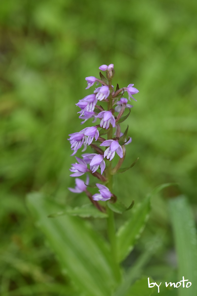 雨を覚悟で尾瀬ヶ原に行ったけど お天気がもちました Motoさんの尾瀬 燧ヶ岳の活動データ Yamap ヤマップ