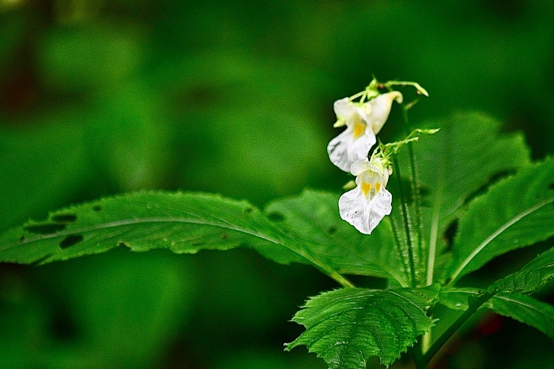 シロバナツリフネソウ ツリフネソウ サンピカさんのモーメント Yamap ヤマップ