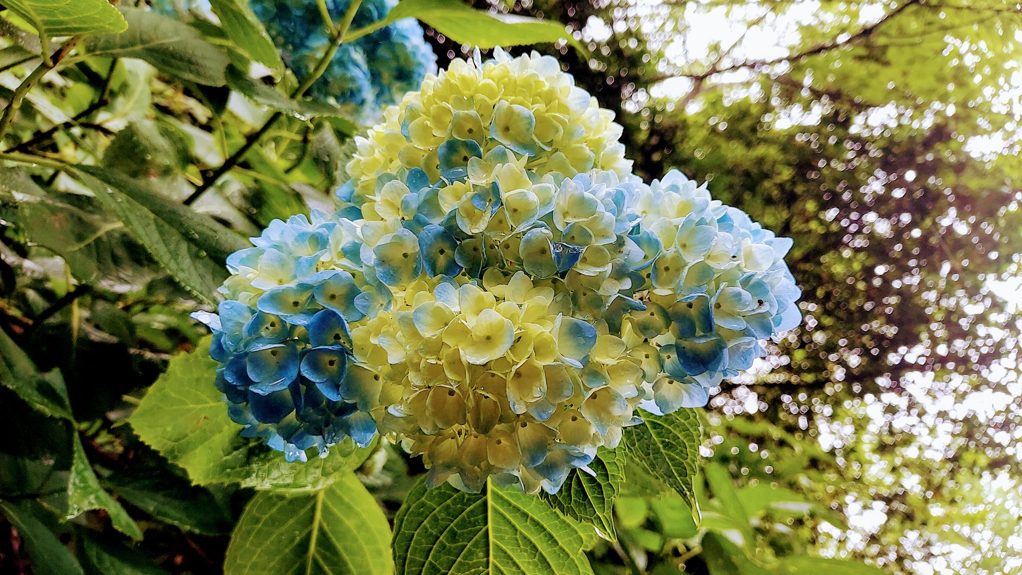 生駒山 紫陽花園の Ufo Tolucky ｏ 尸さんの生駒山 神津嶽 大原山の活動日記 Yamap ヤマップ