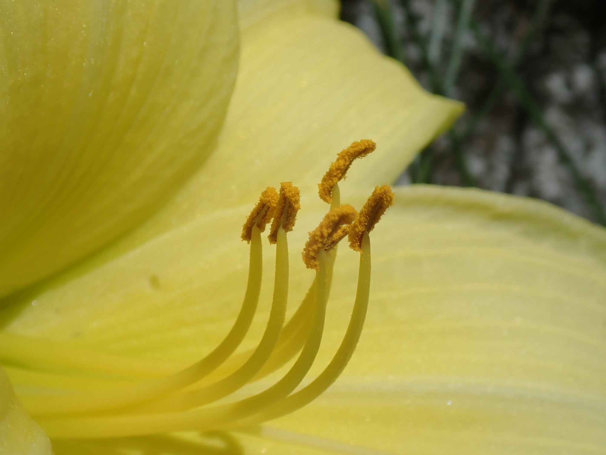 １ヶ月振りの山歩きは金剛山 馬場谷 文殊尾根 寺谷 21 07 22 Yoichi Onishiさんの金剛山 二上山 大和葛城山の活動データ Yamap ヤマップ